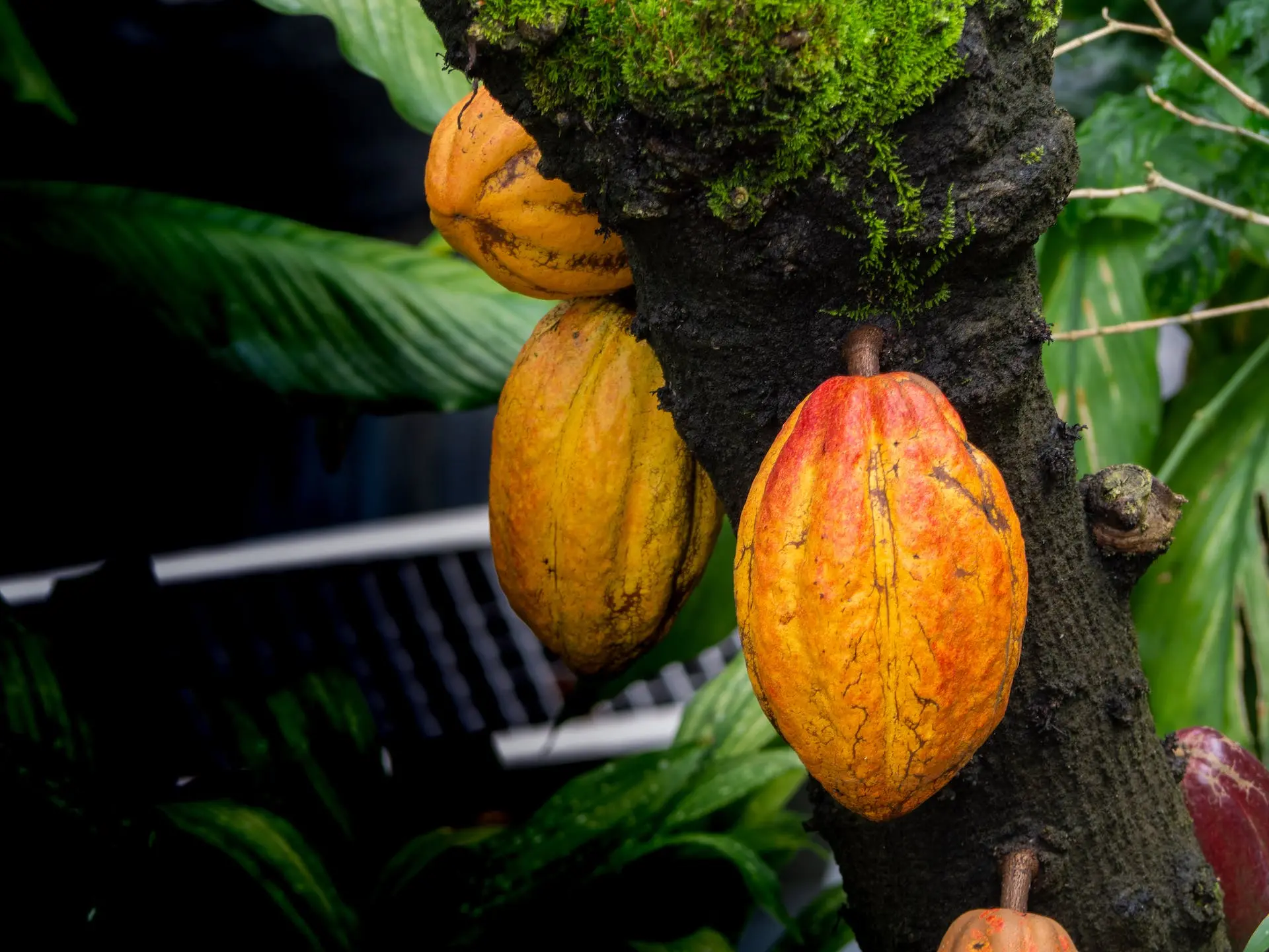Cacao Fruit