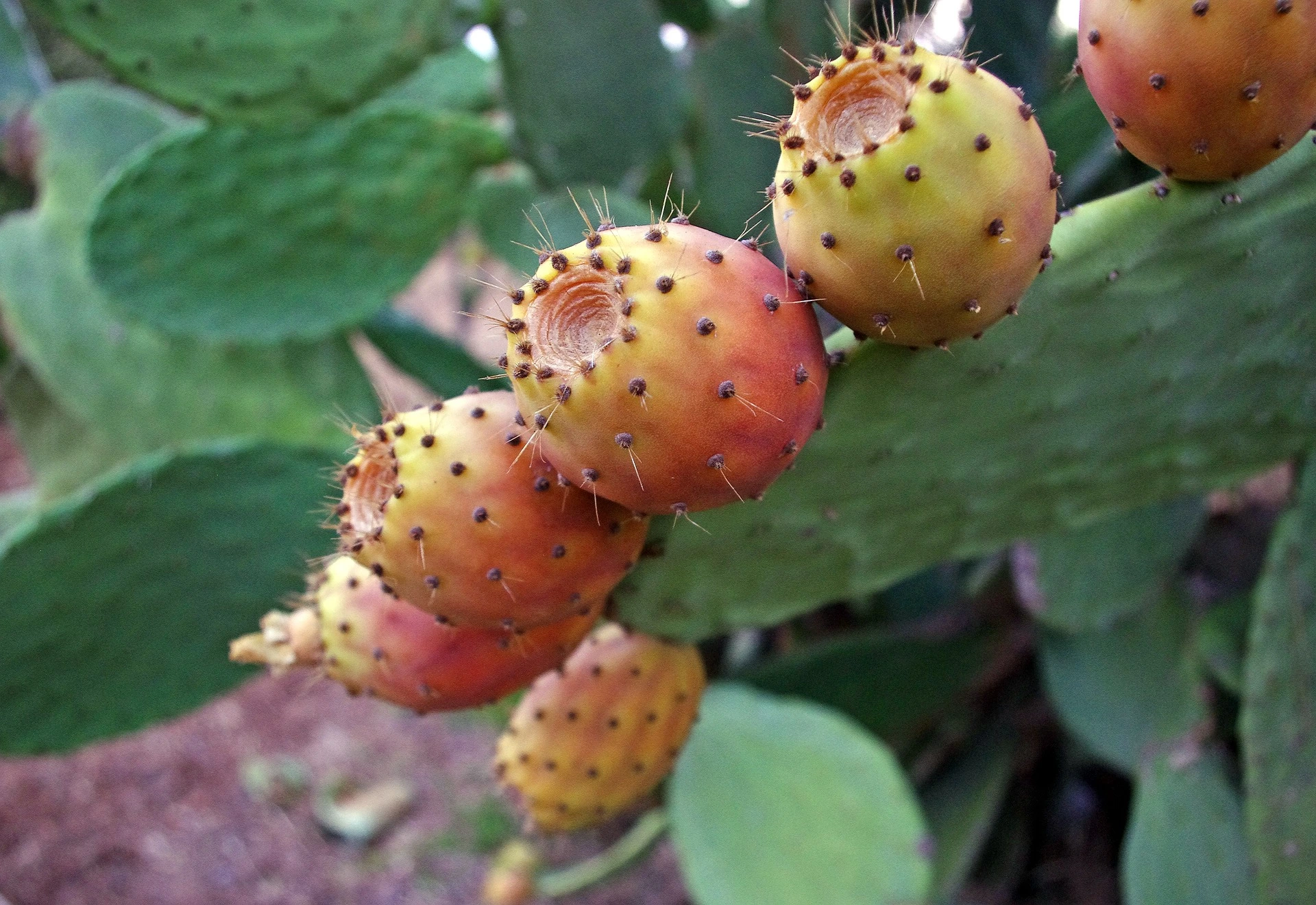 Cactus pear fruit