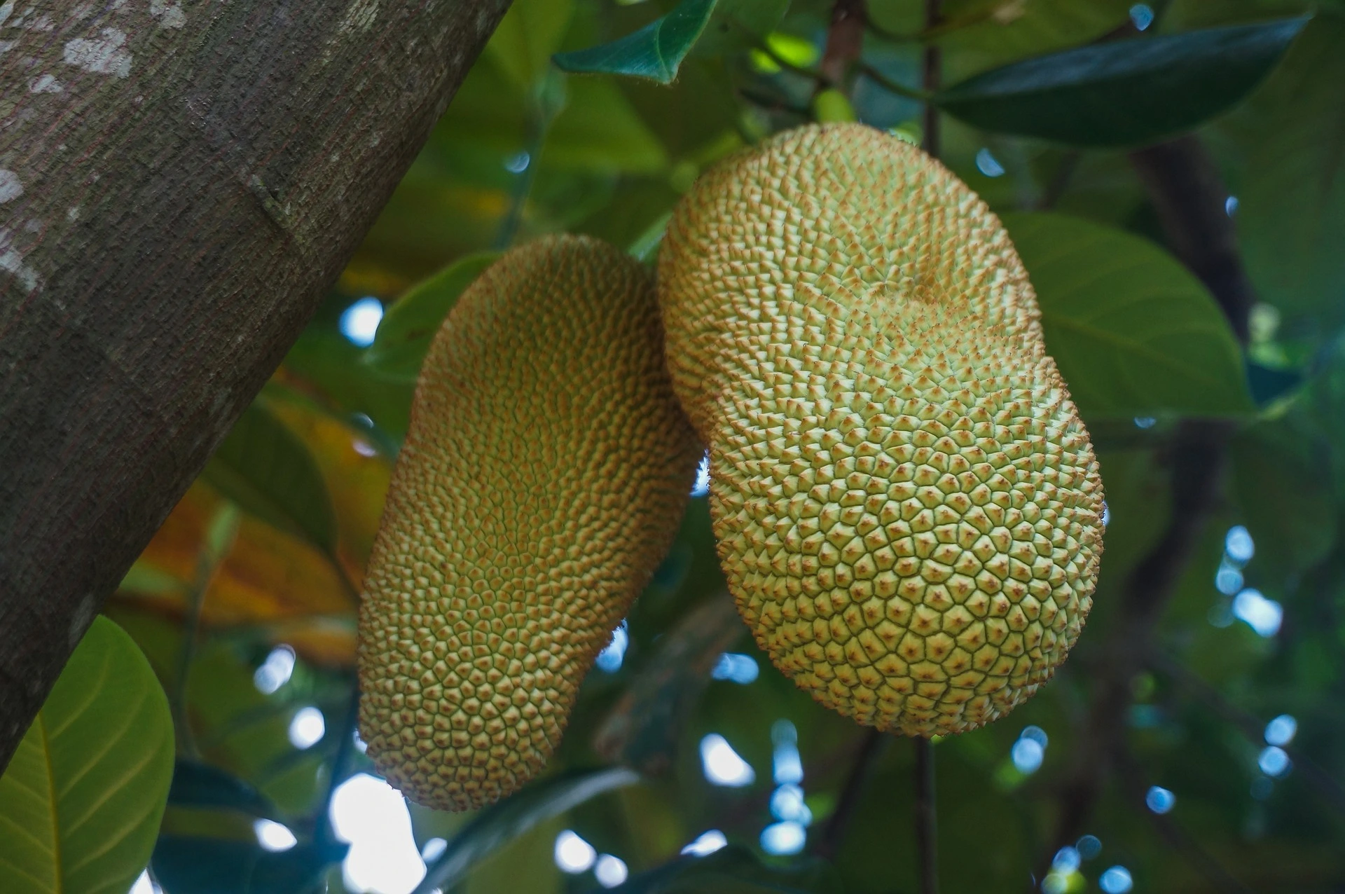 Cempedak fruit