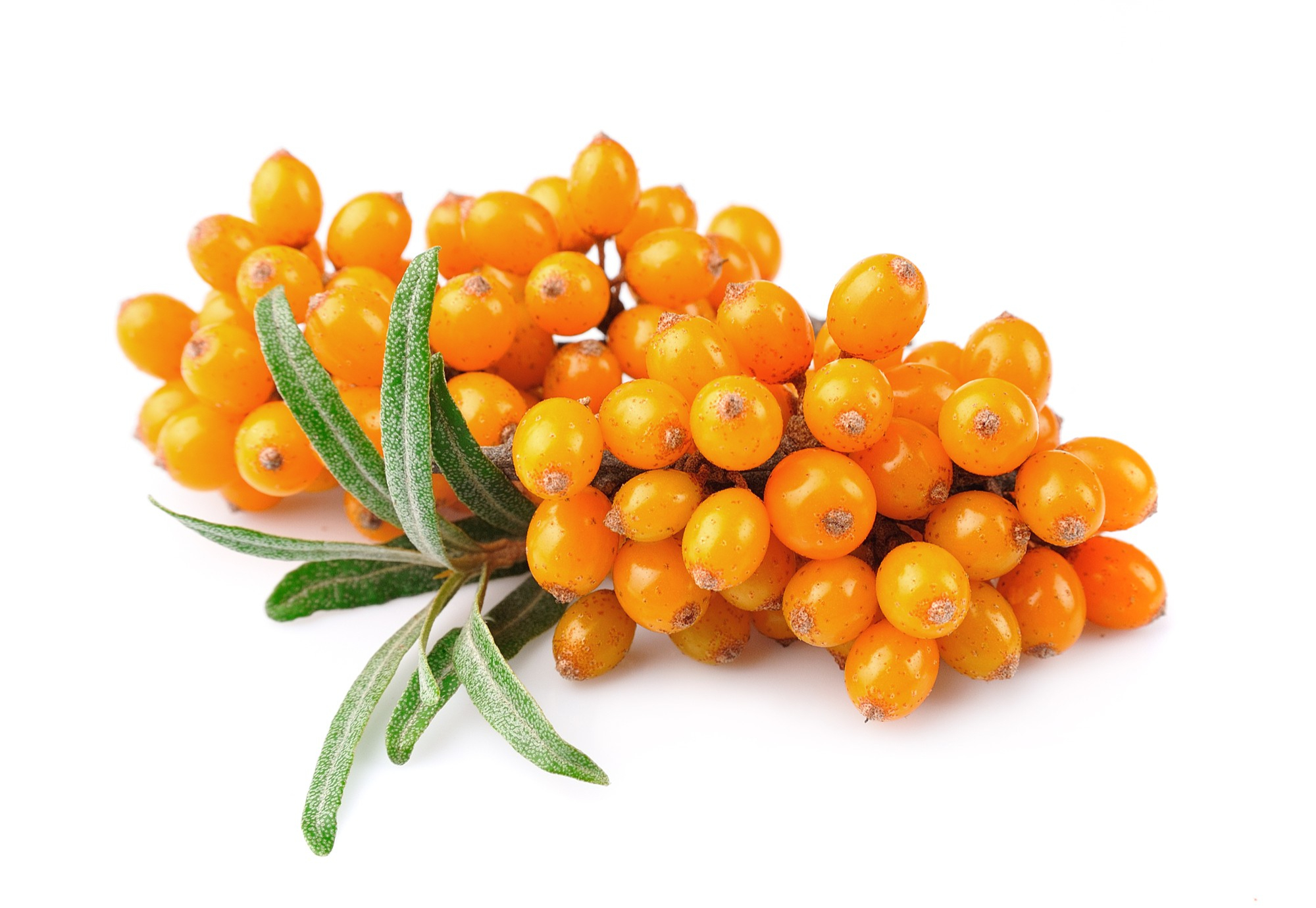 Cloudberry fruit