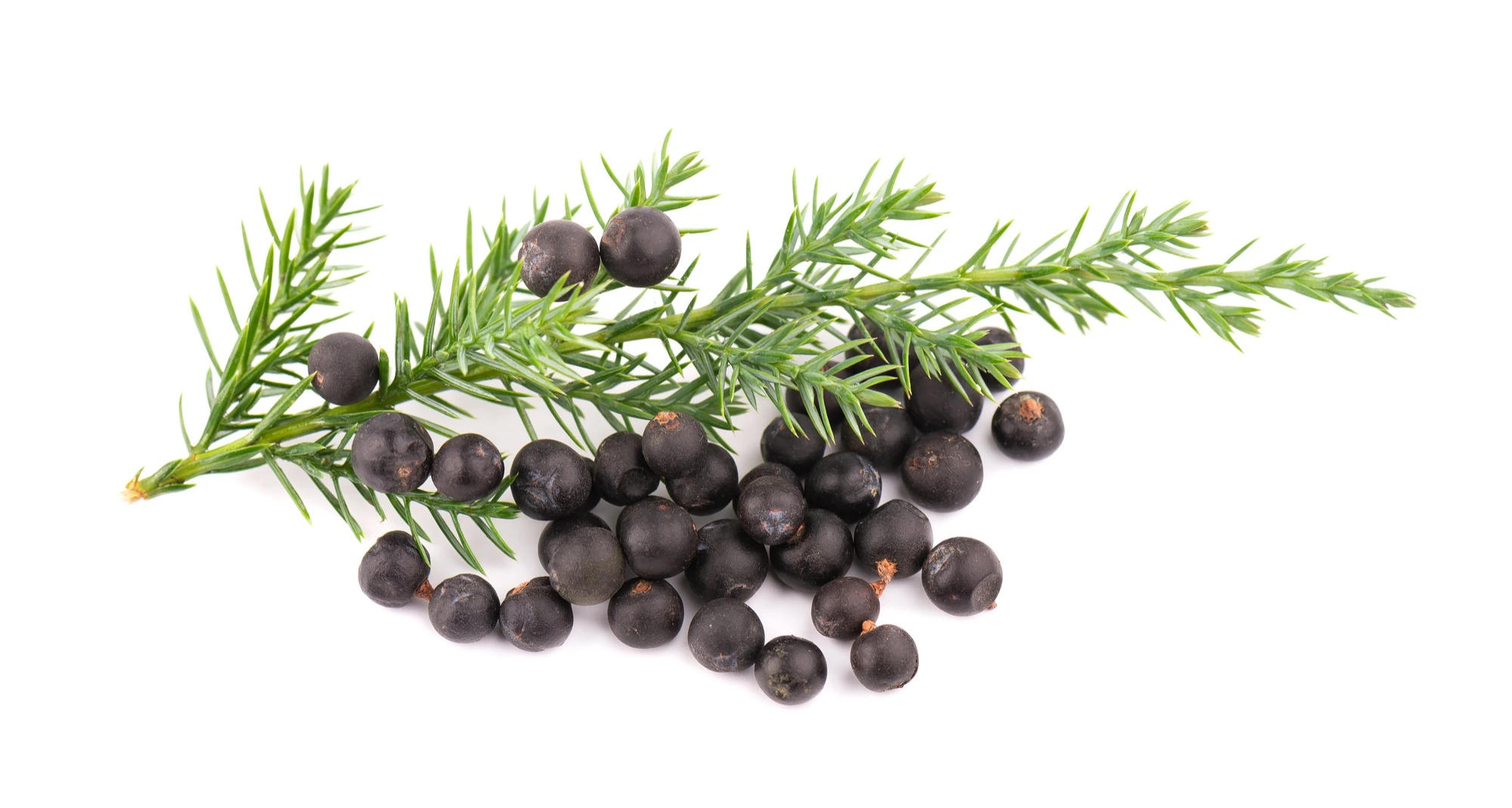 Juniper berry fruit