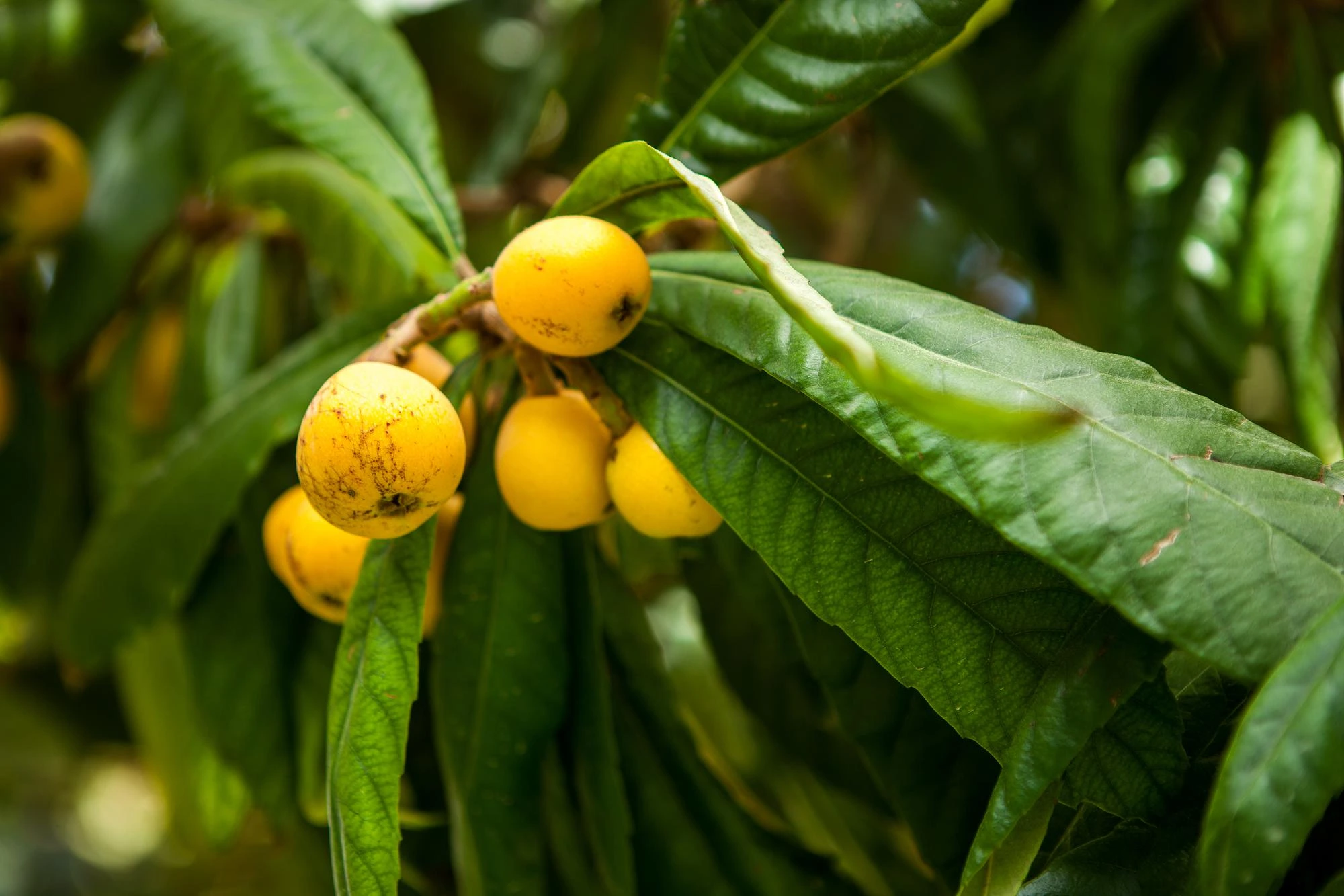 Medlar fruit