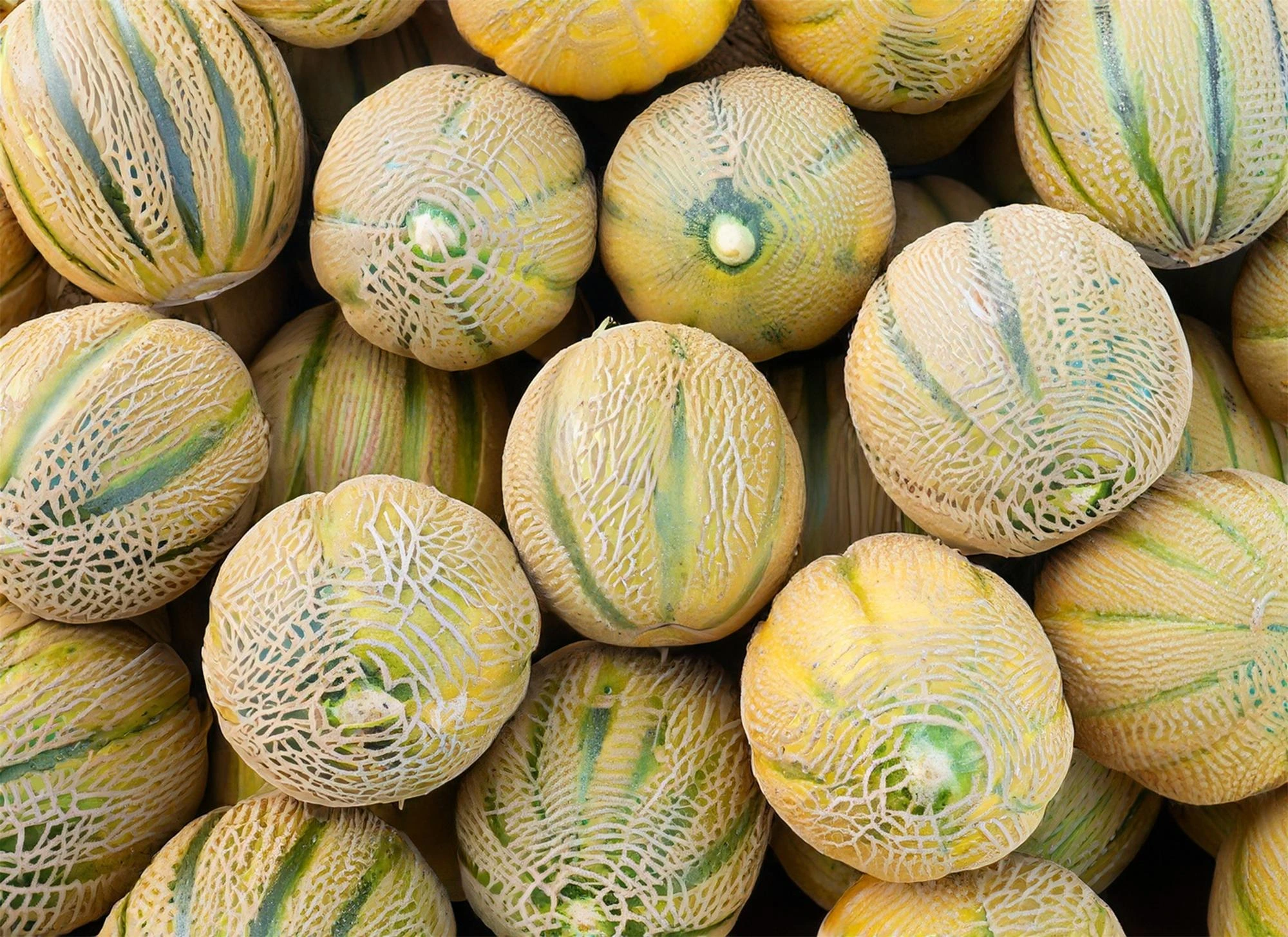 Musk Melon fruit