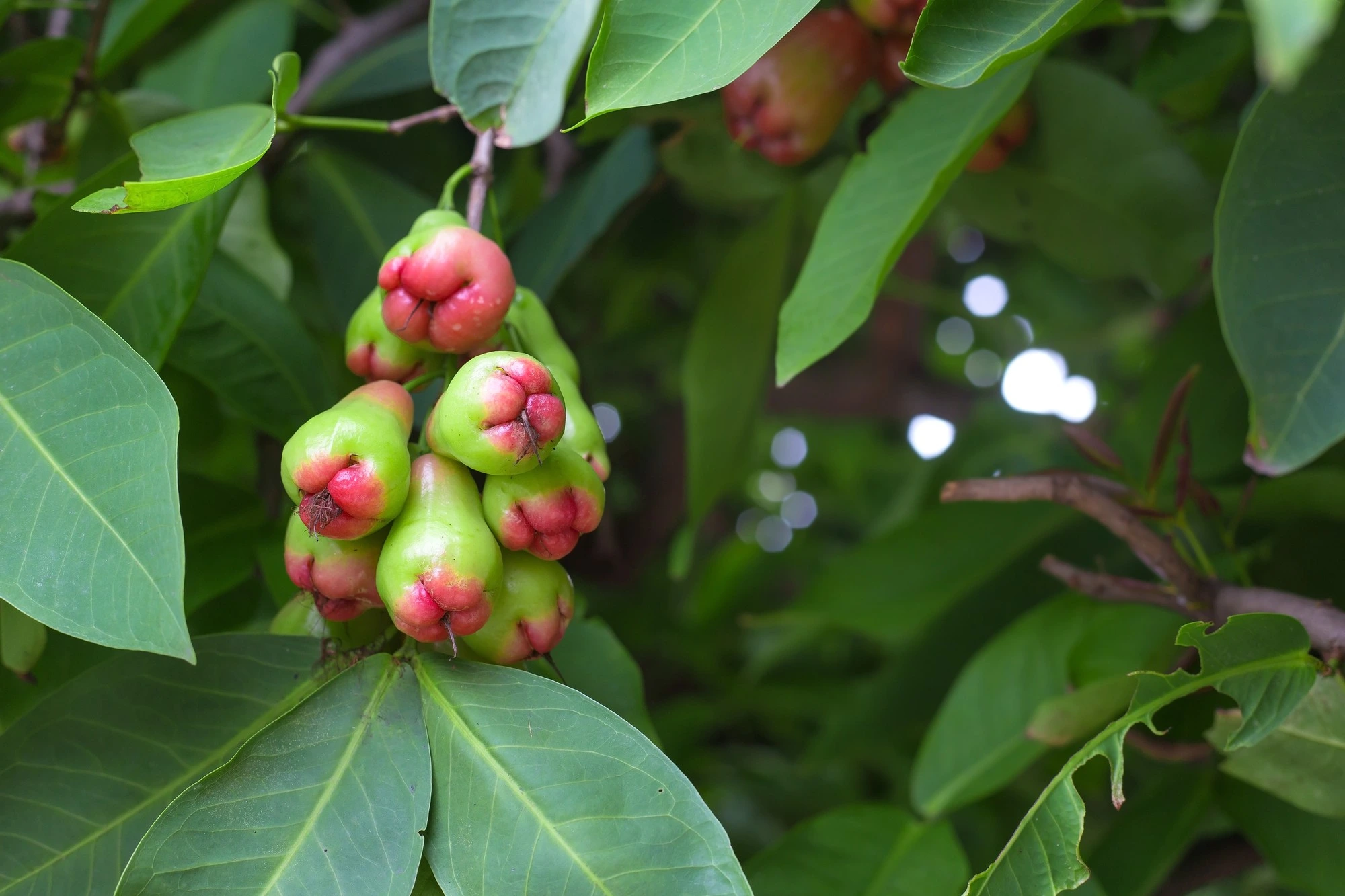 Rose apple fruit