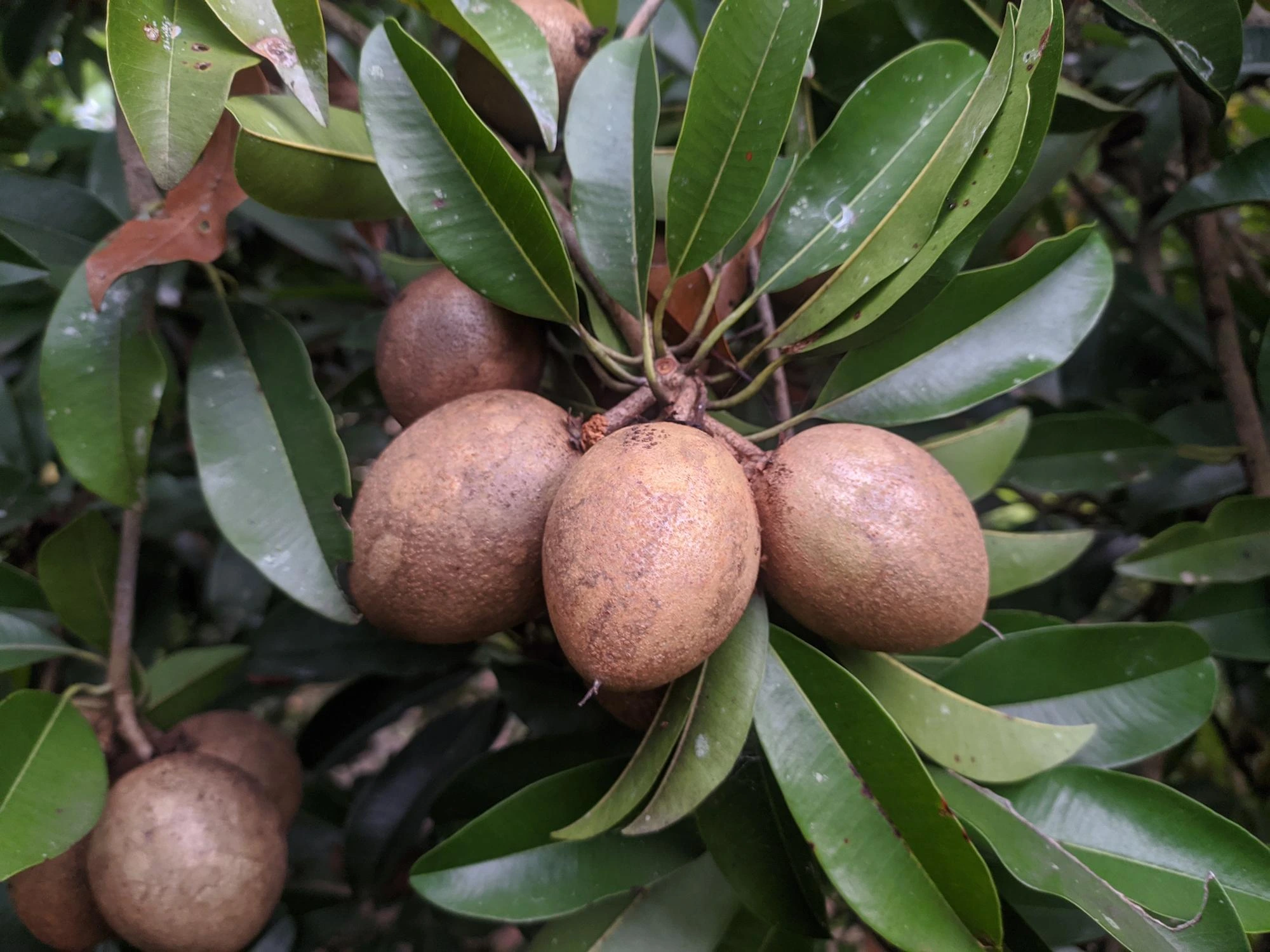 Sapote fruit