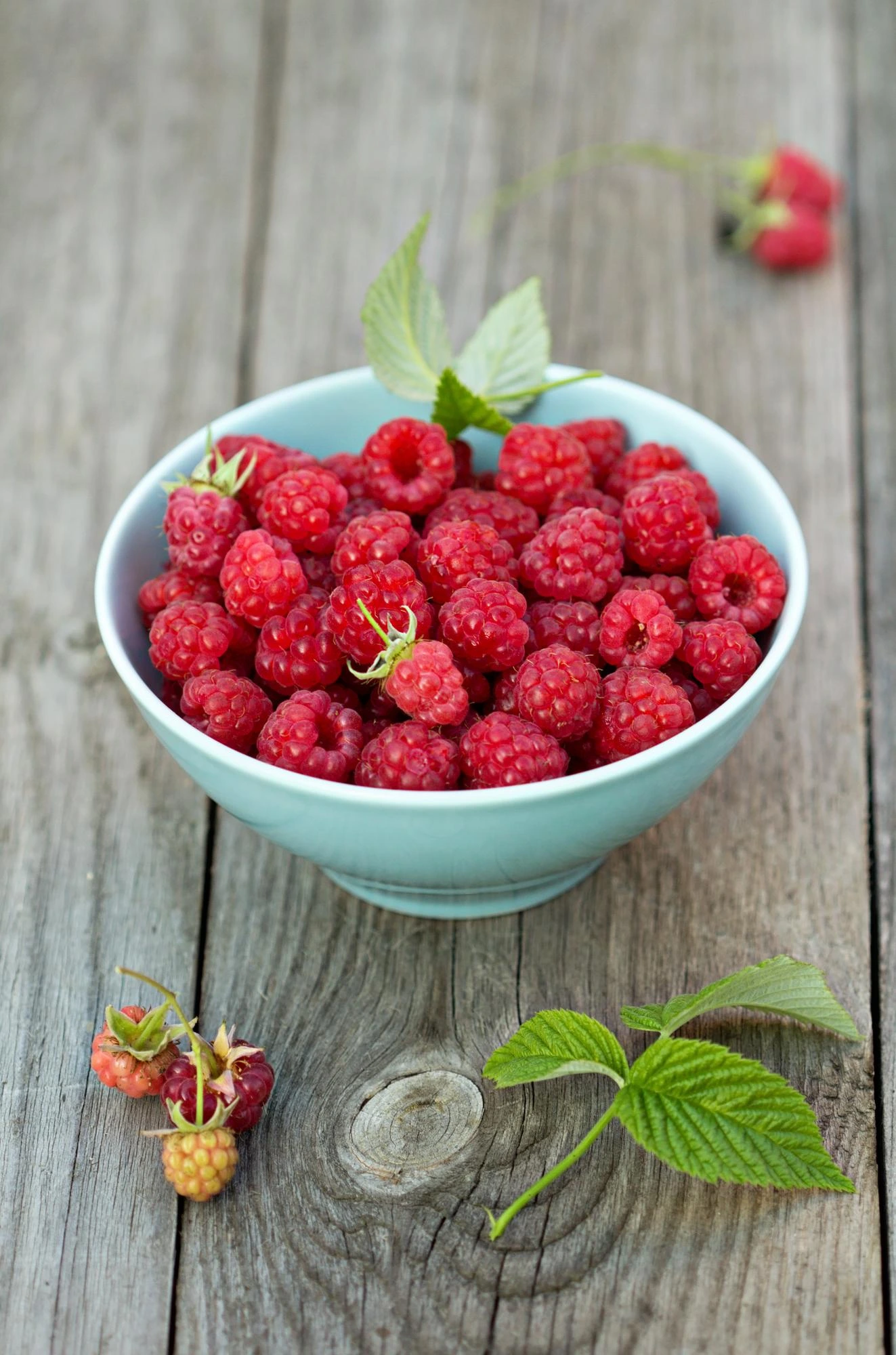 Thimbleberry fruit