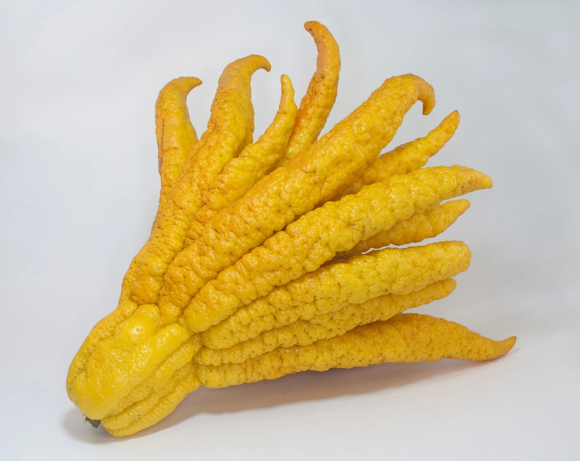 buddhas hand