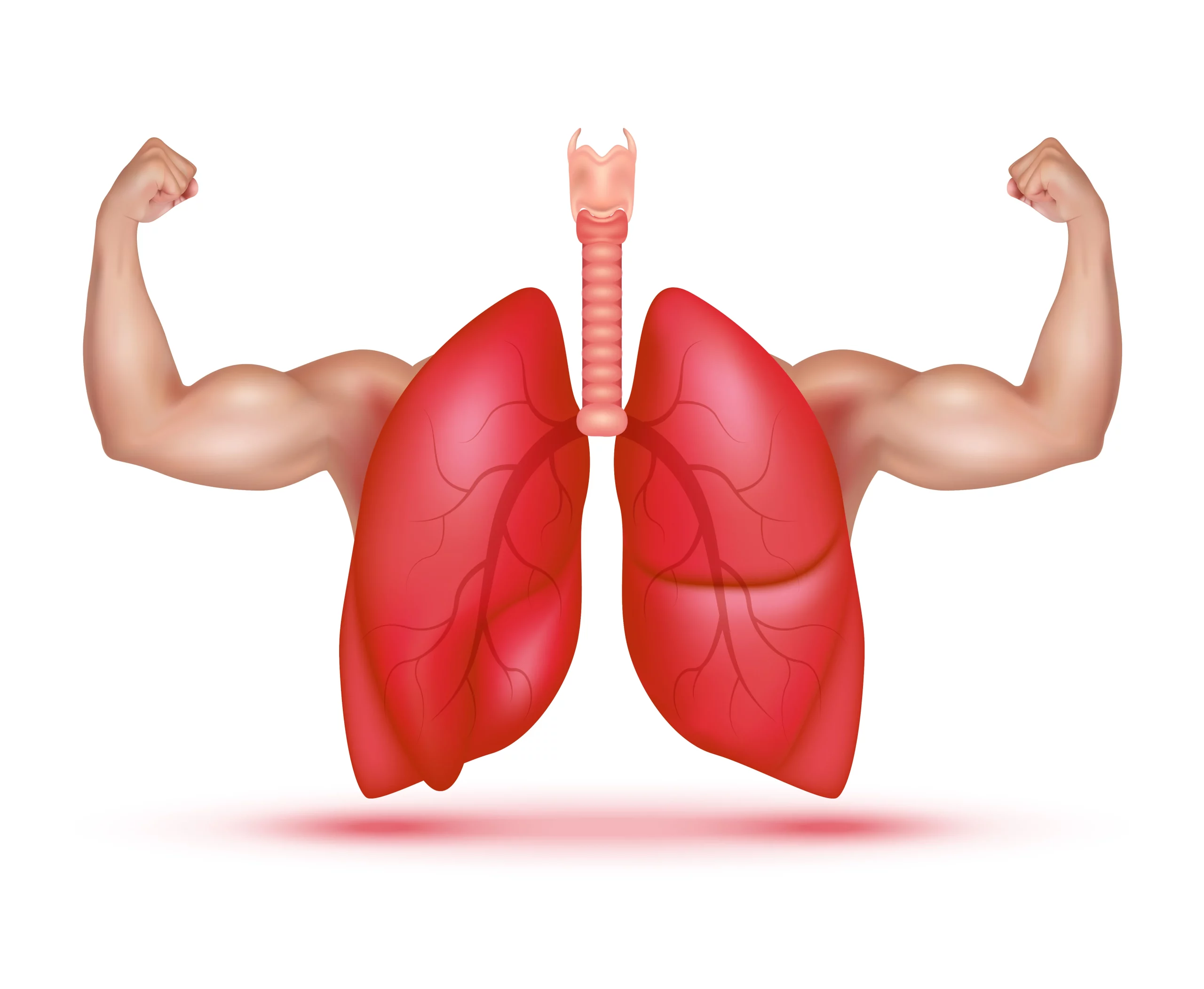 COPD muscles