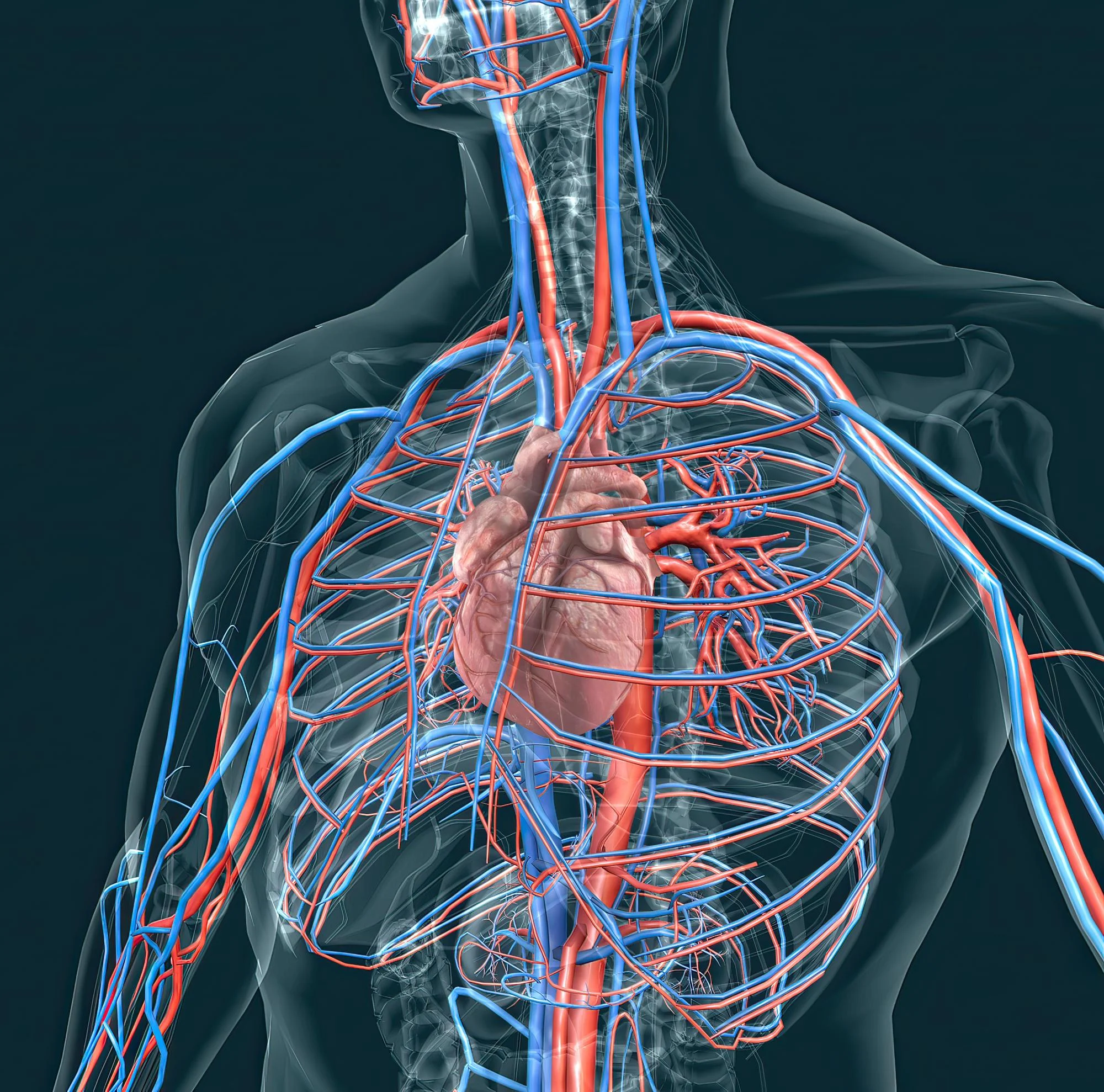 Cardiac structure