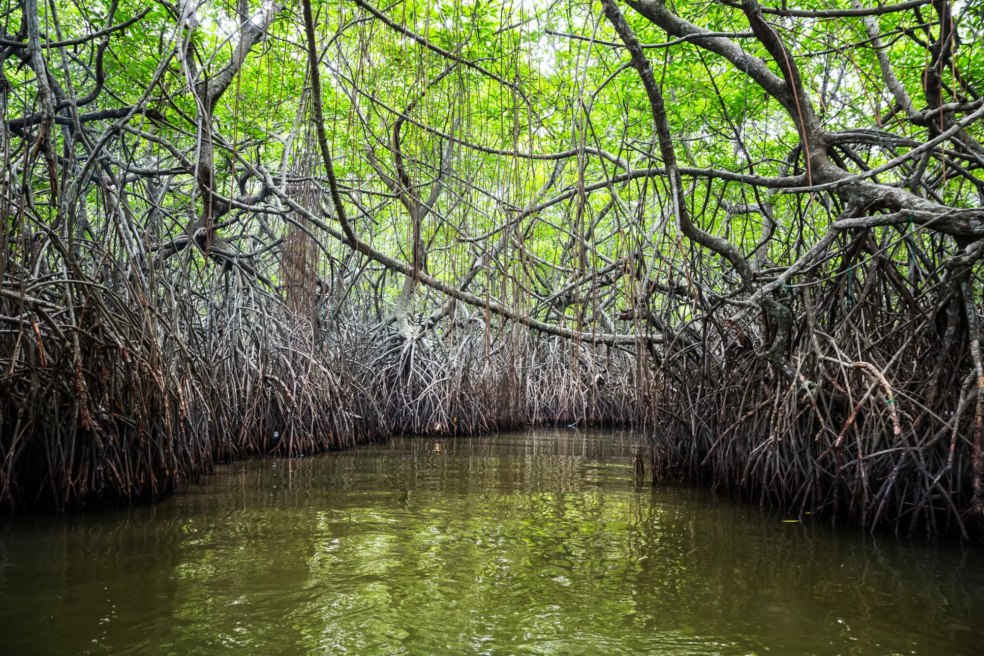 Mangroves