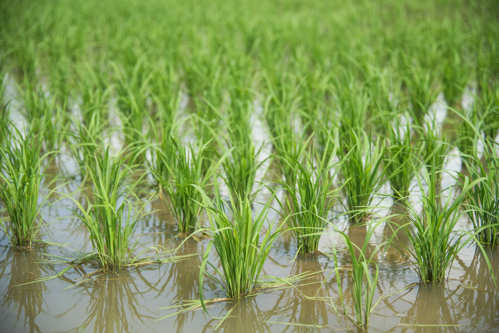 Phosphorus Fertilizer