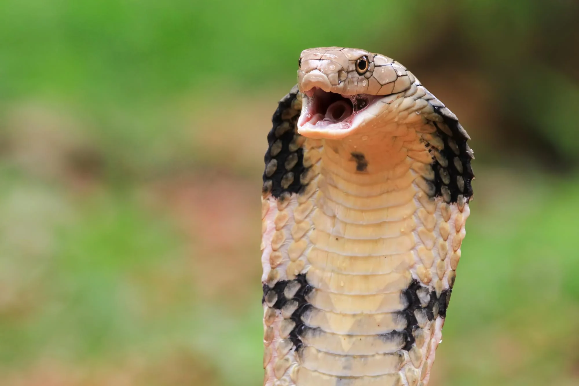 Snake