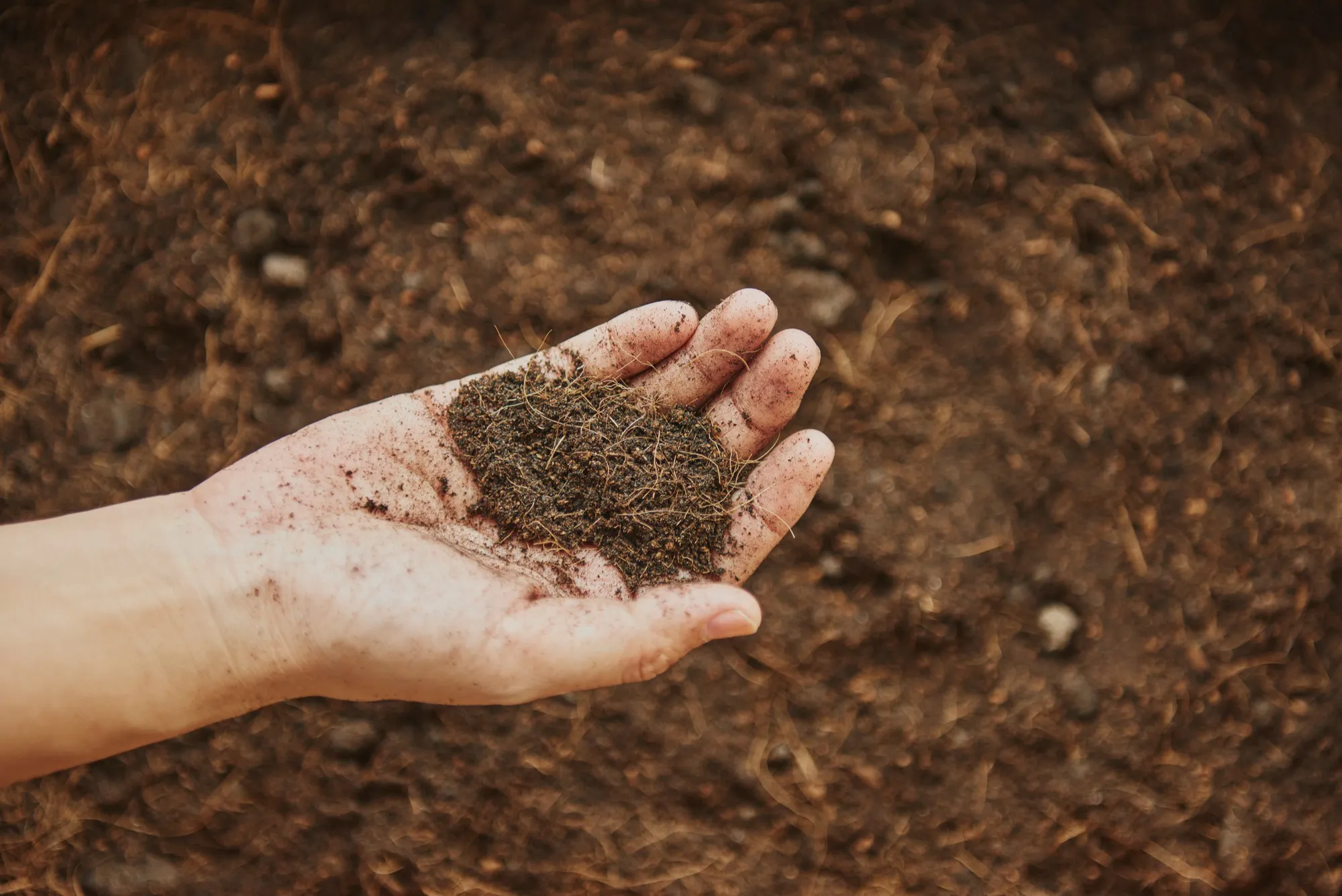 Soil fertility