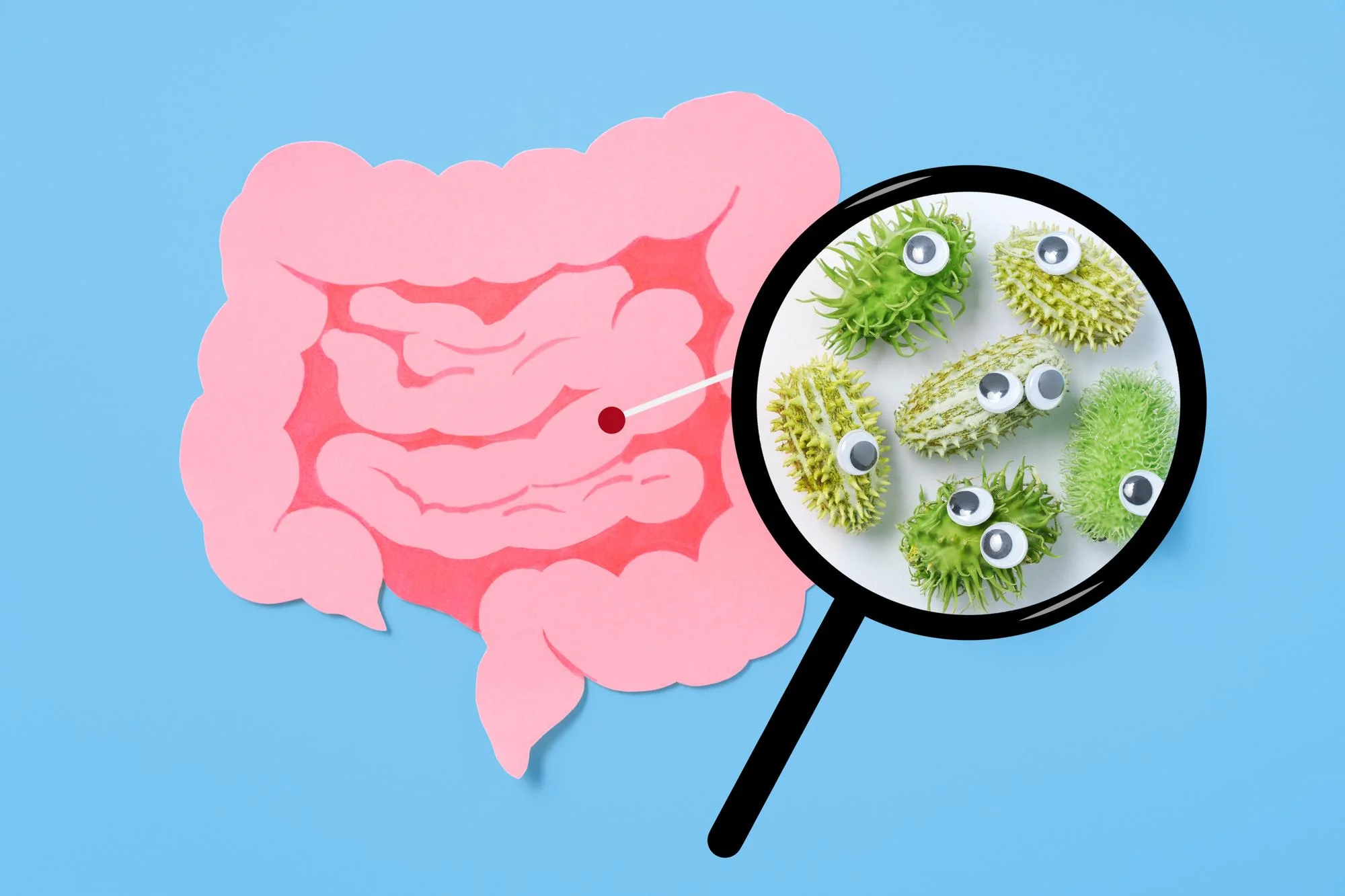 Human gut microbe