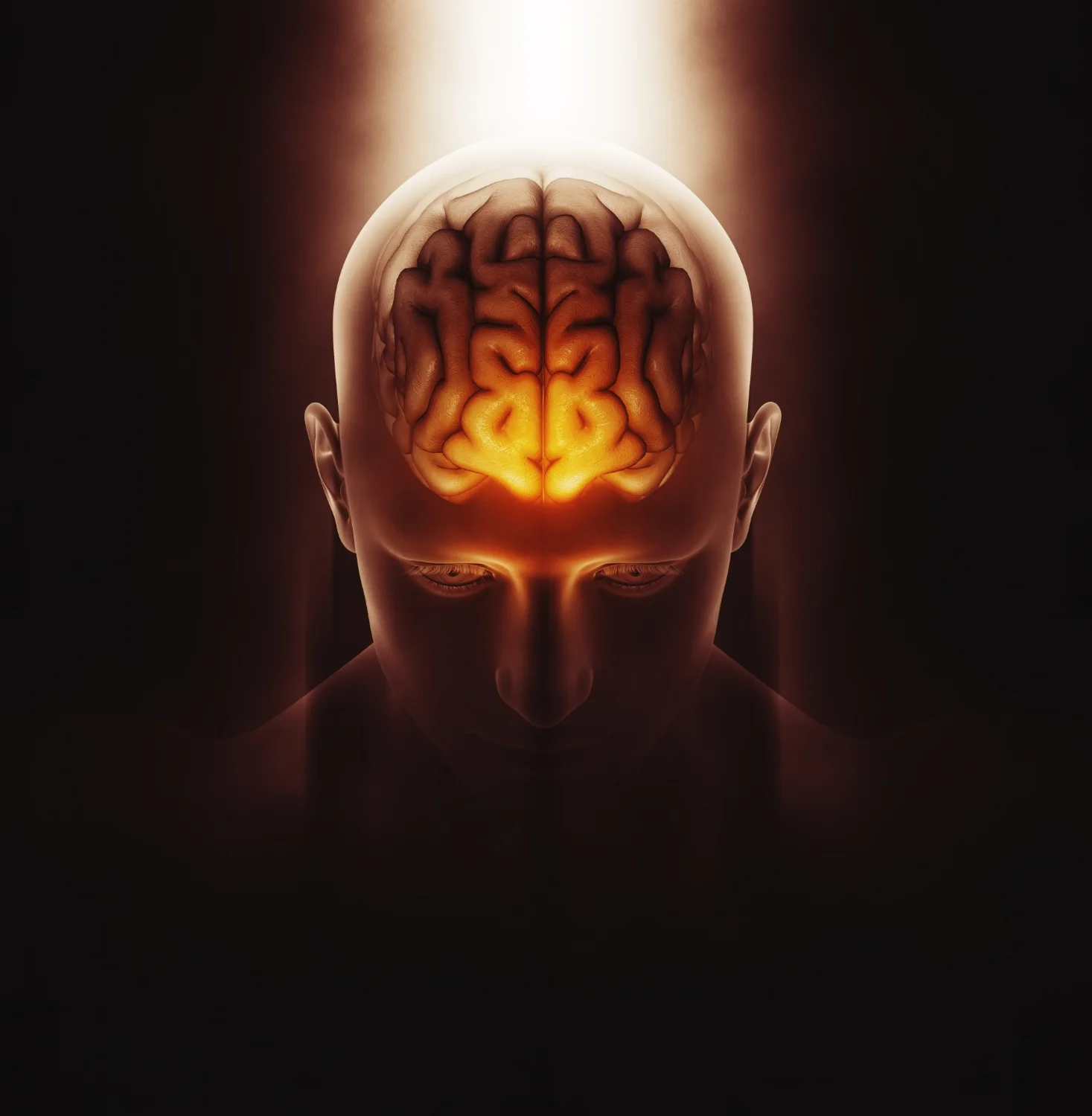 Brain