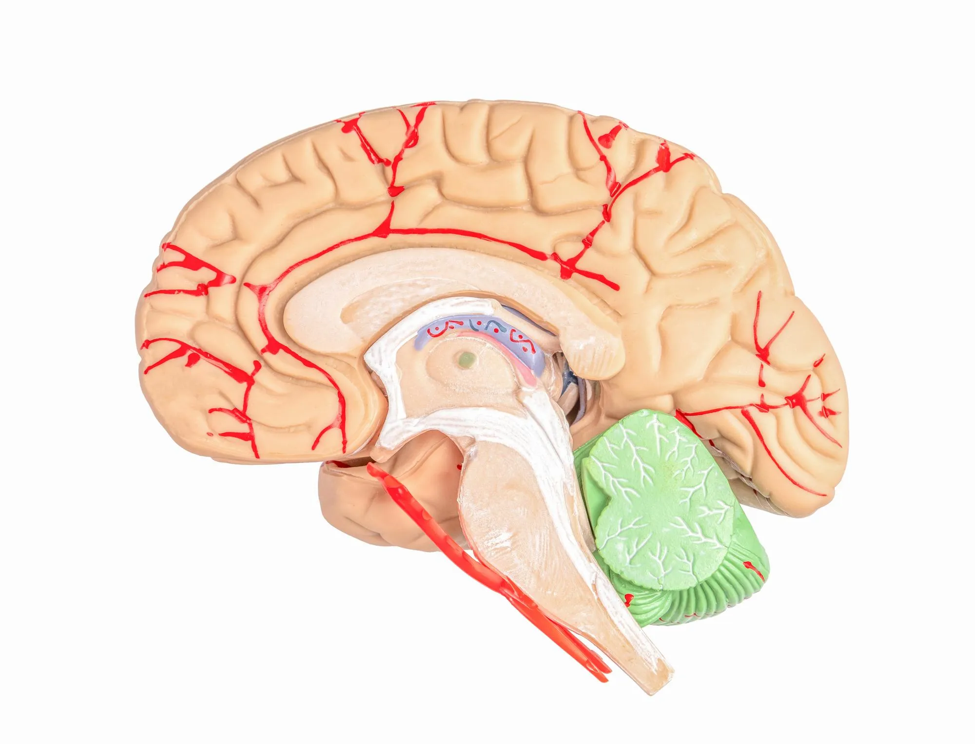 Brain connection