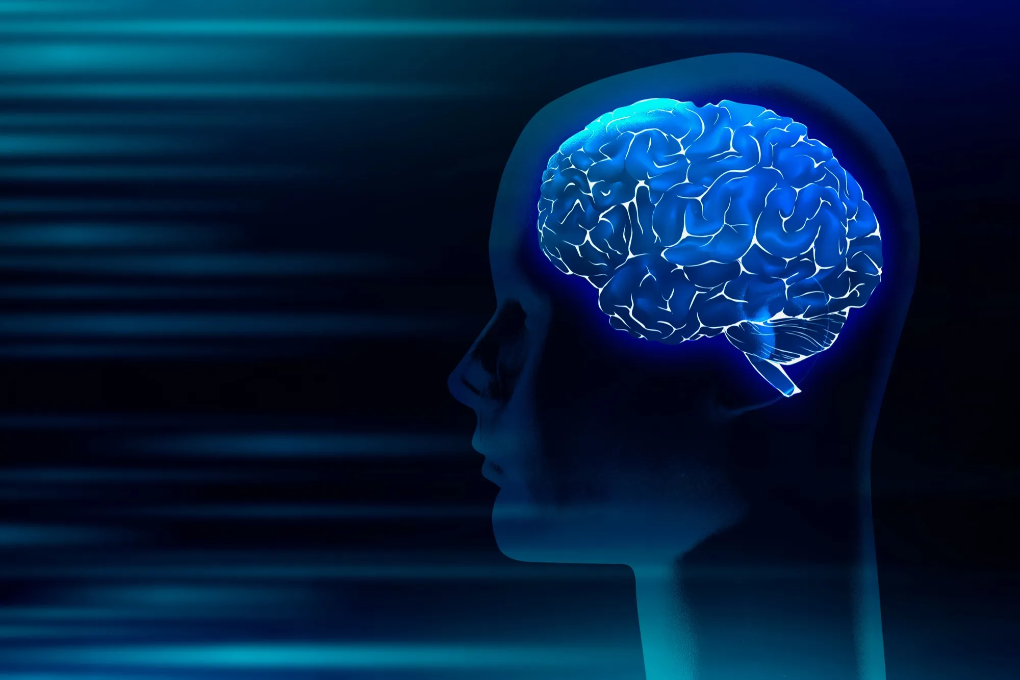Brain structure development