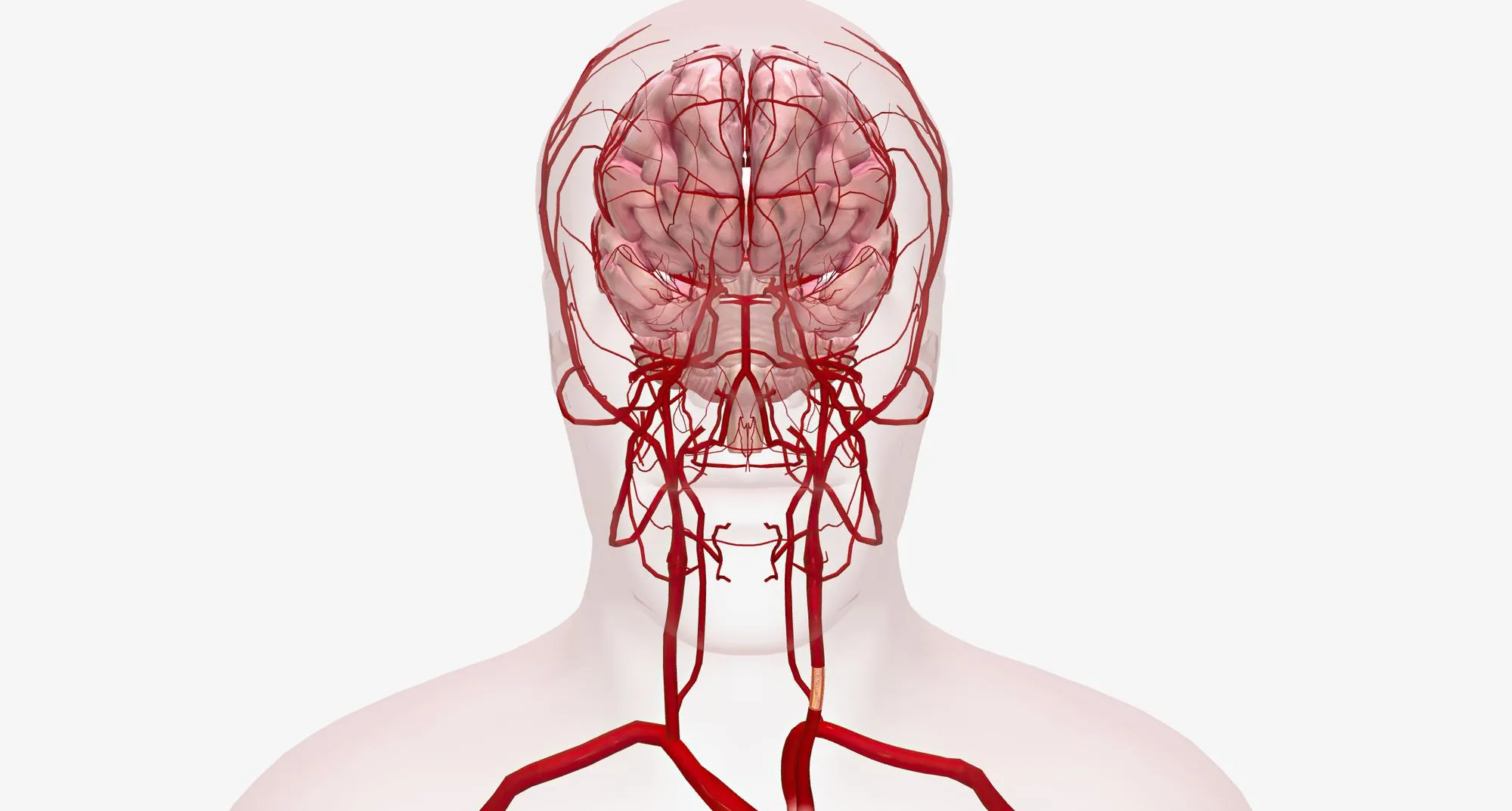 Brain ventricular system