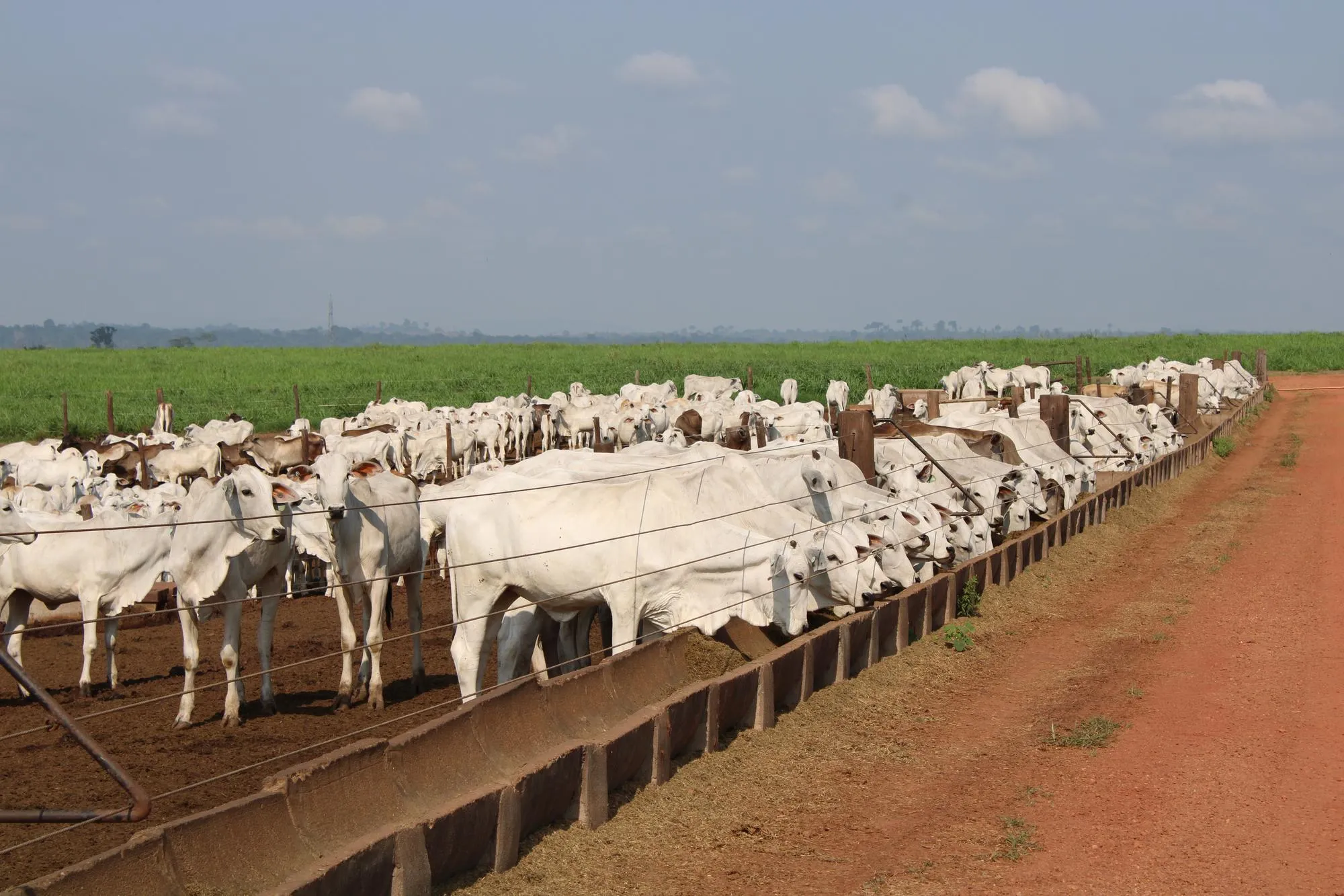 Cattle farms