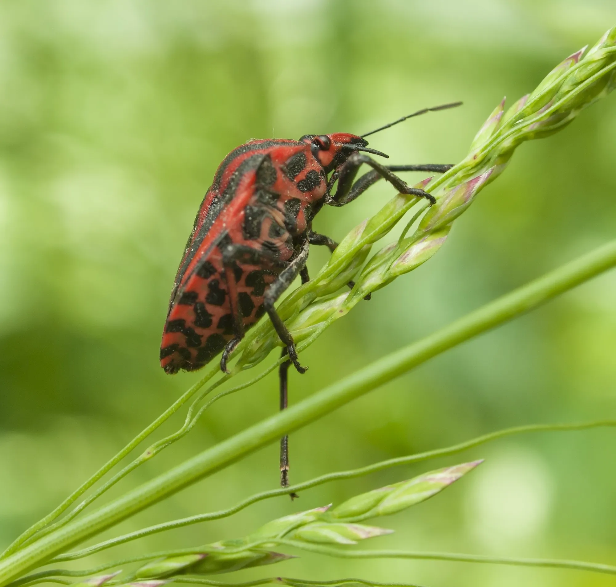 Insects