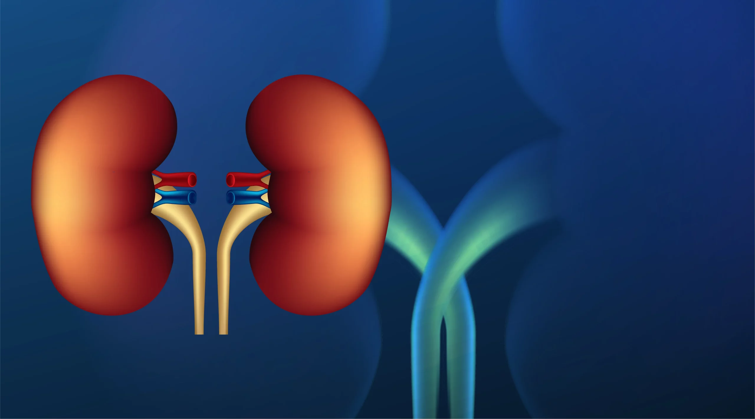 Kidney Renal