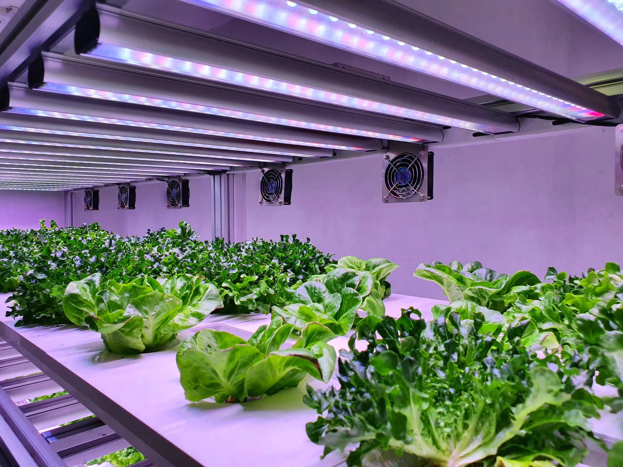 LED Agriculture