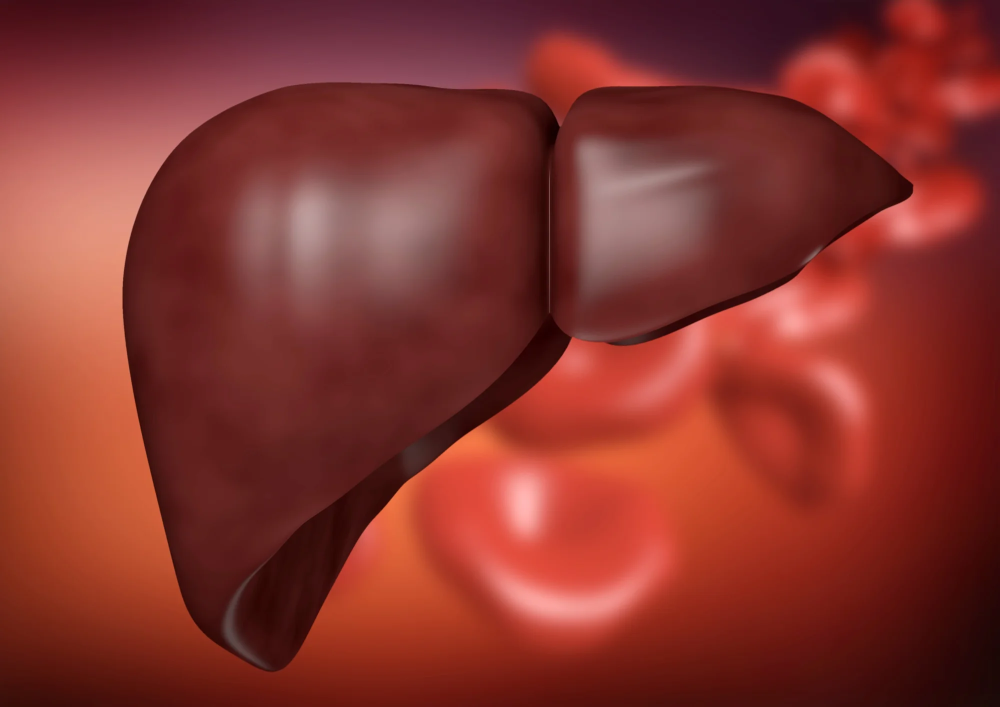 Liver