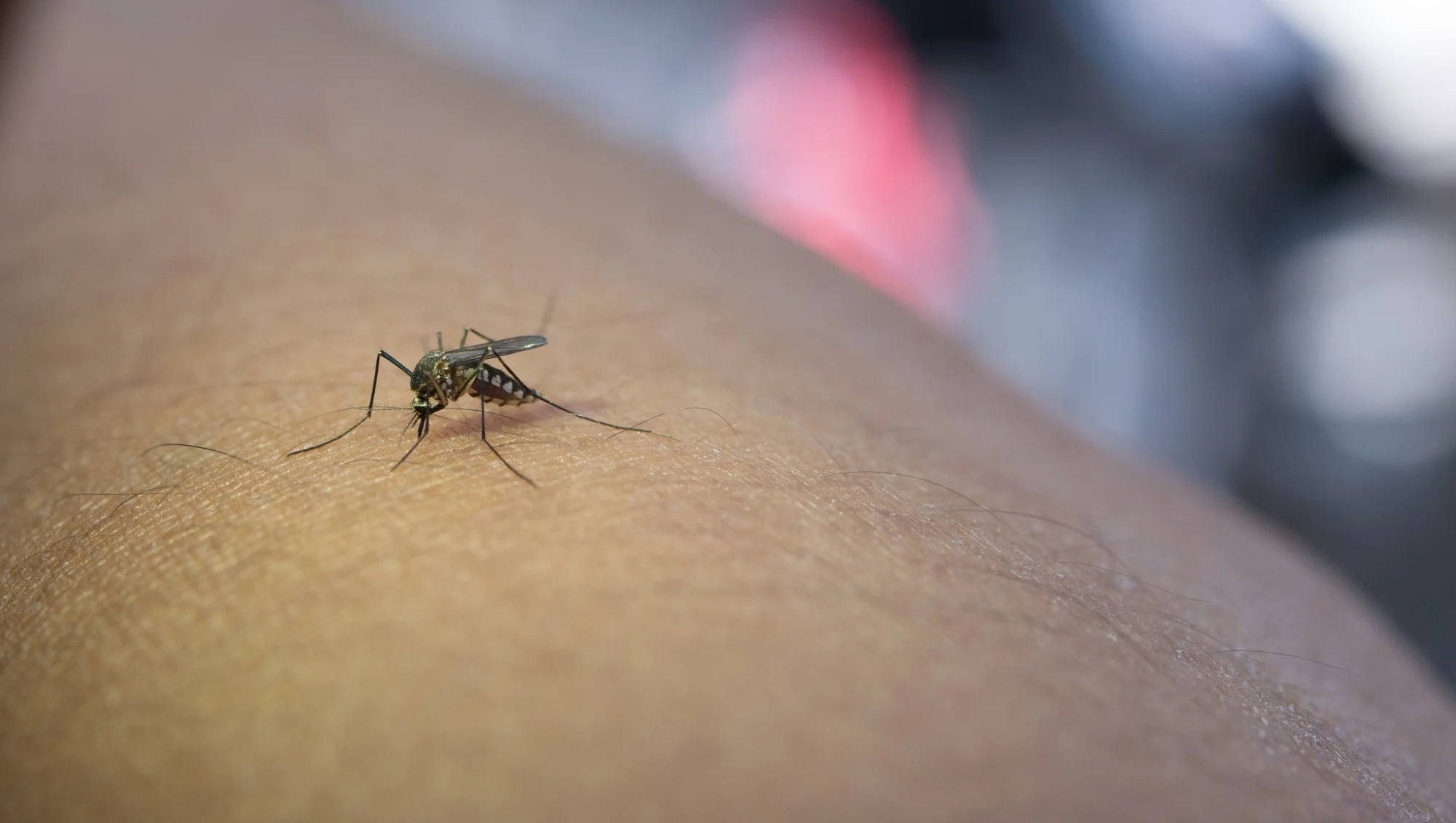 Malaria risk