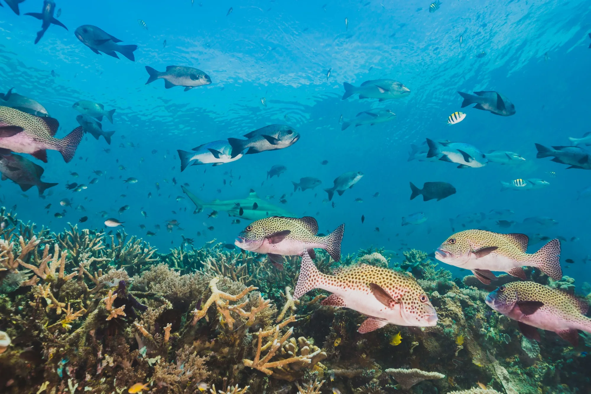 Marine biodiversity