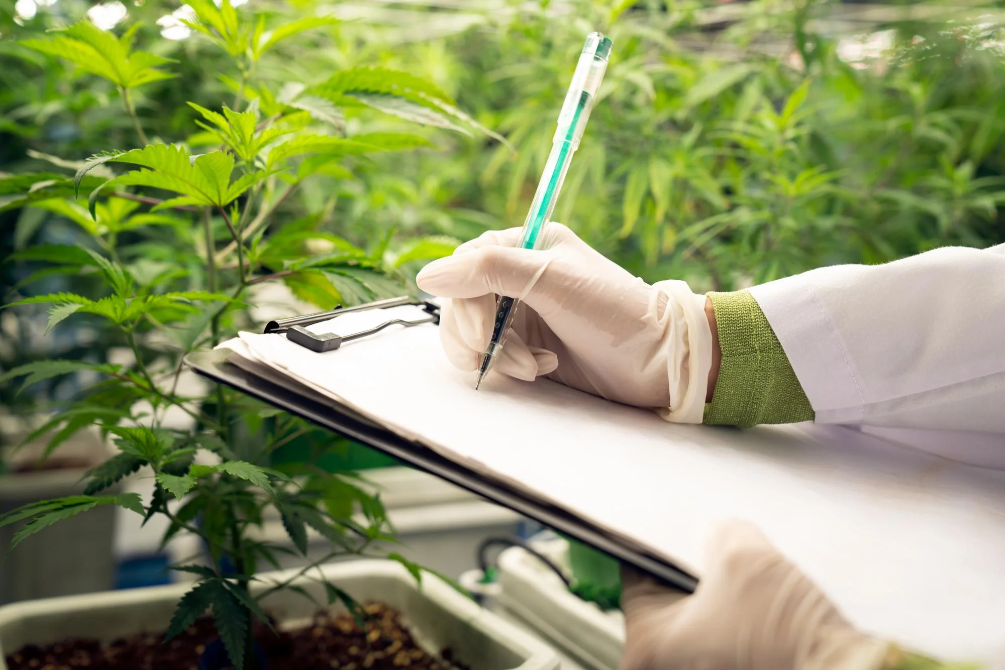 Medicinal Plant research