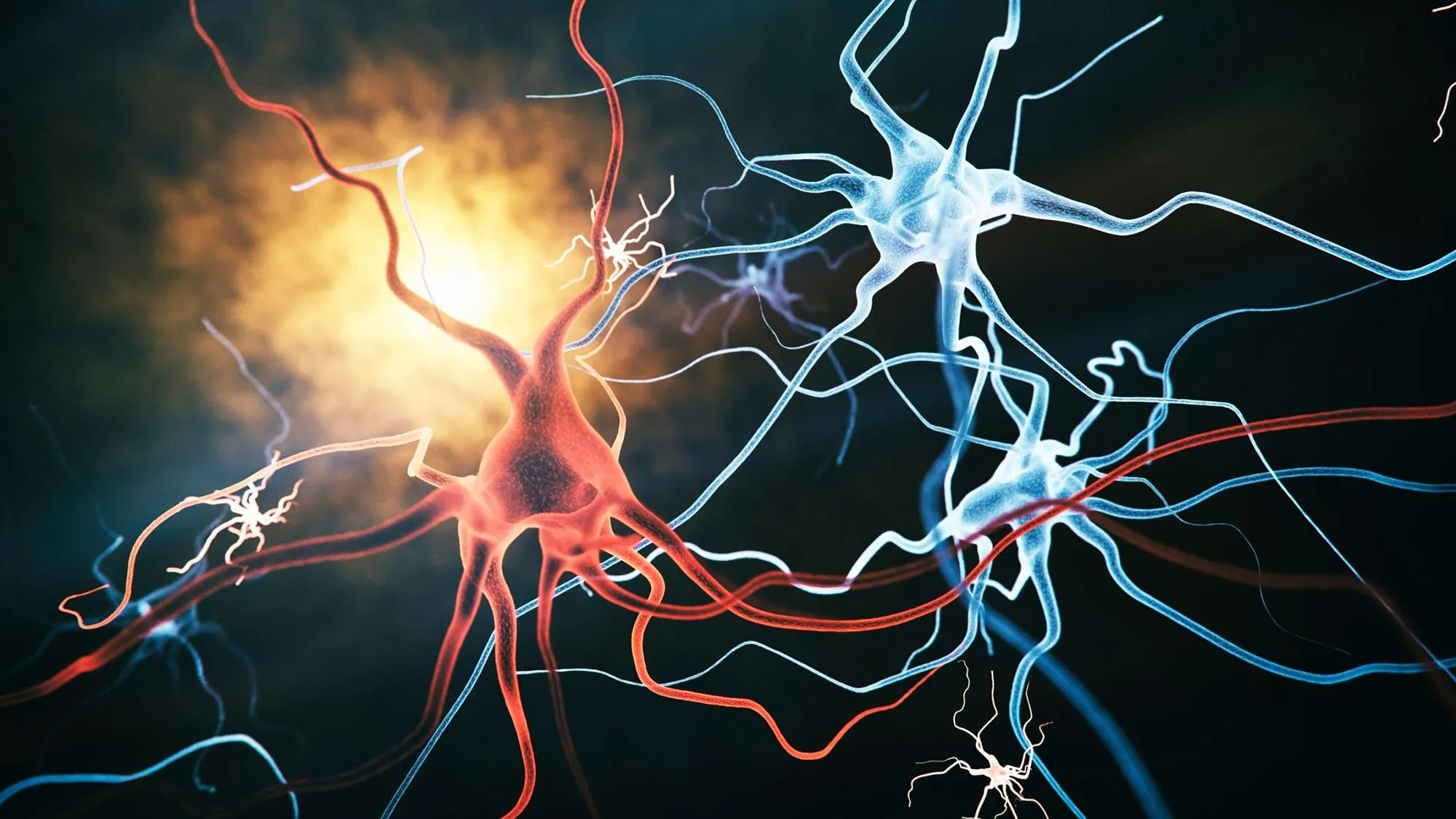 Neurovascular
