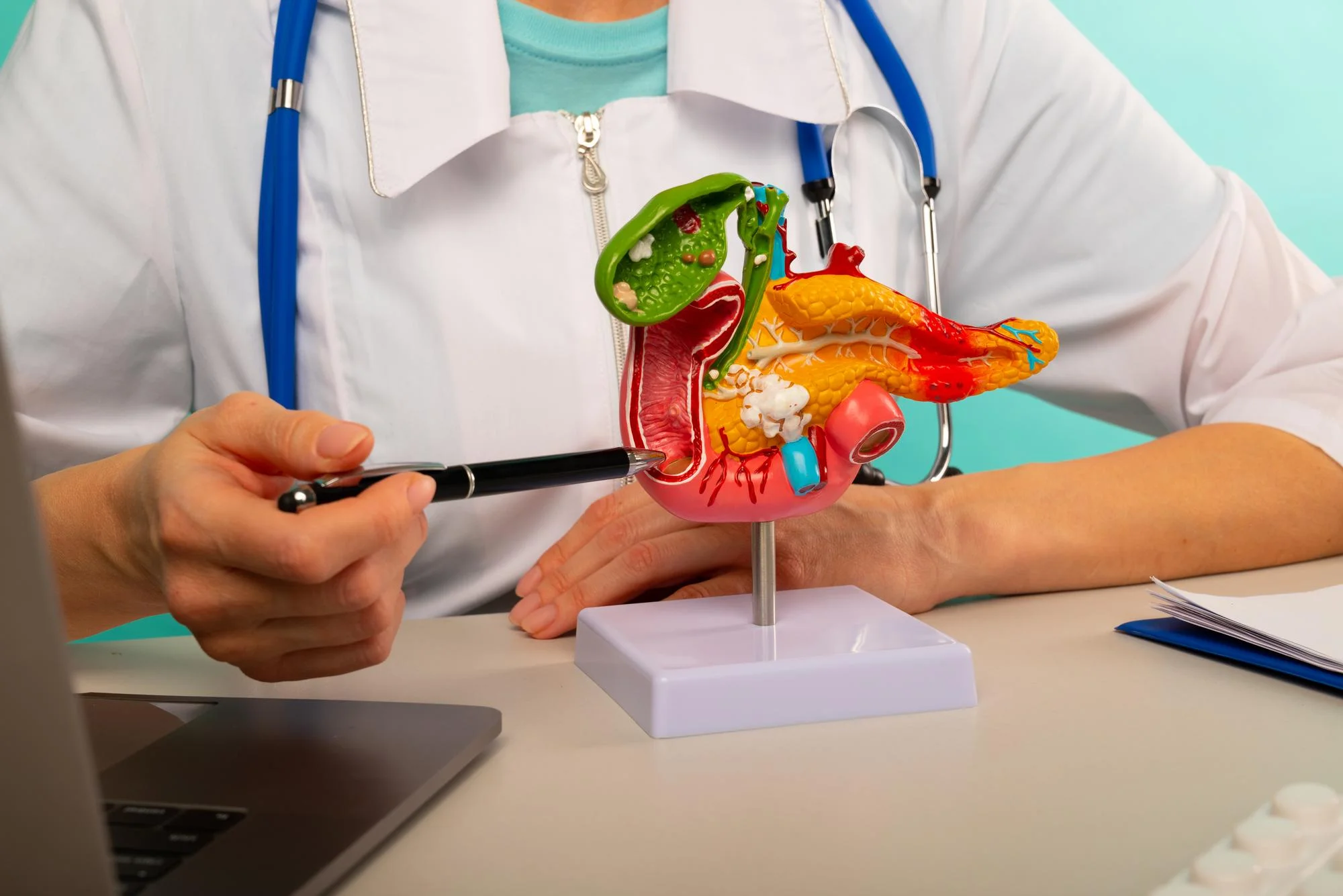 Pancreas