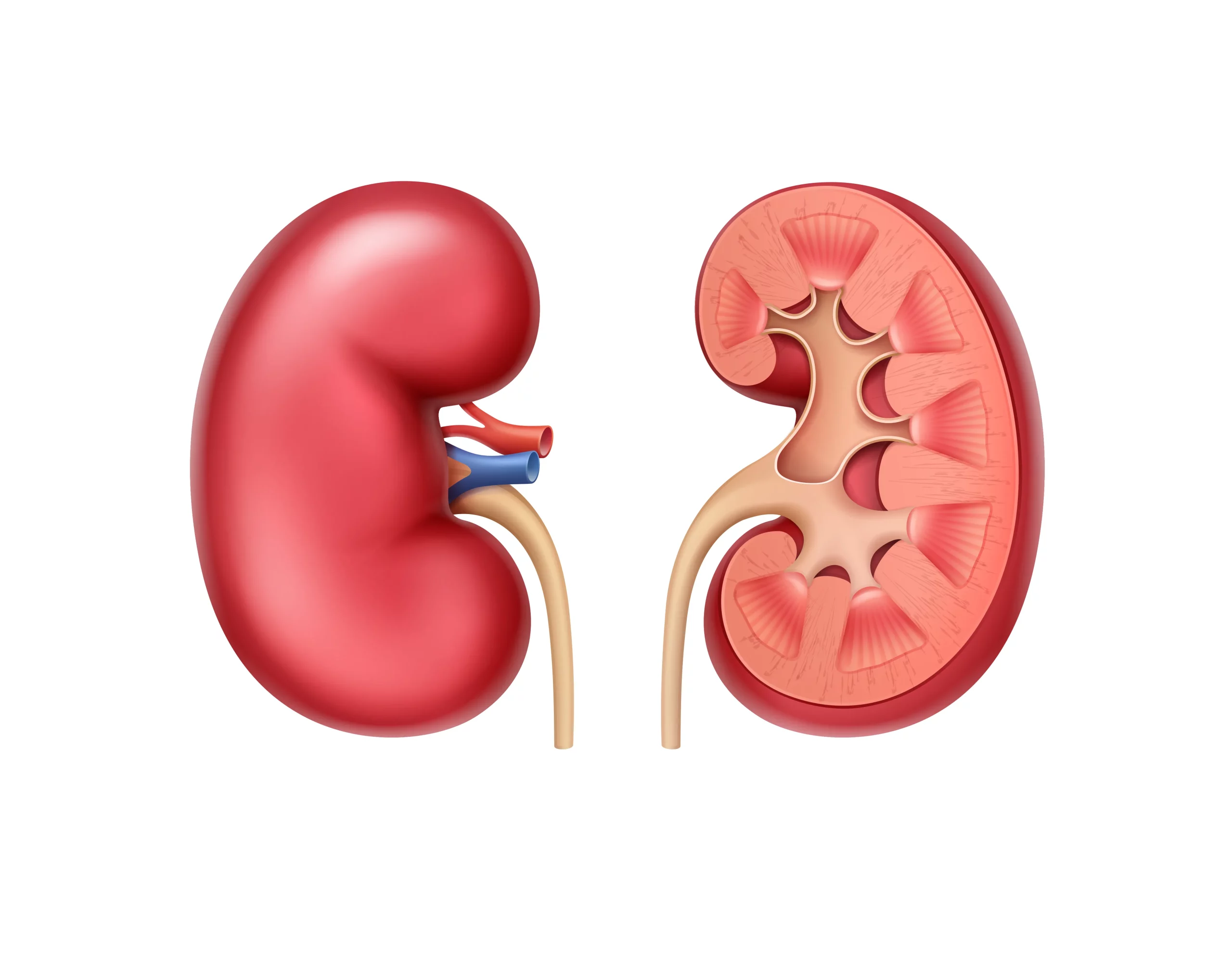 Renal artery