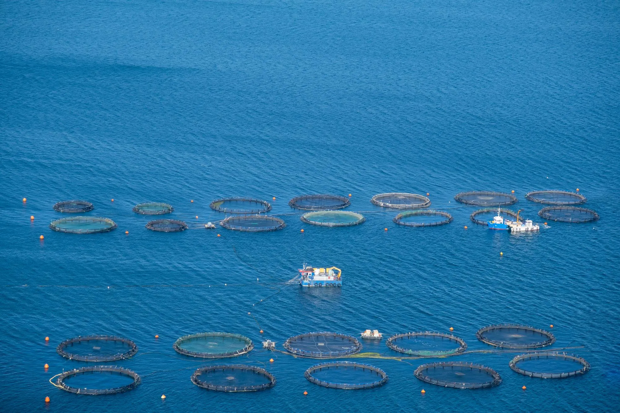 Salmon farming