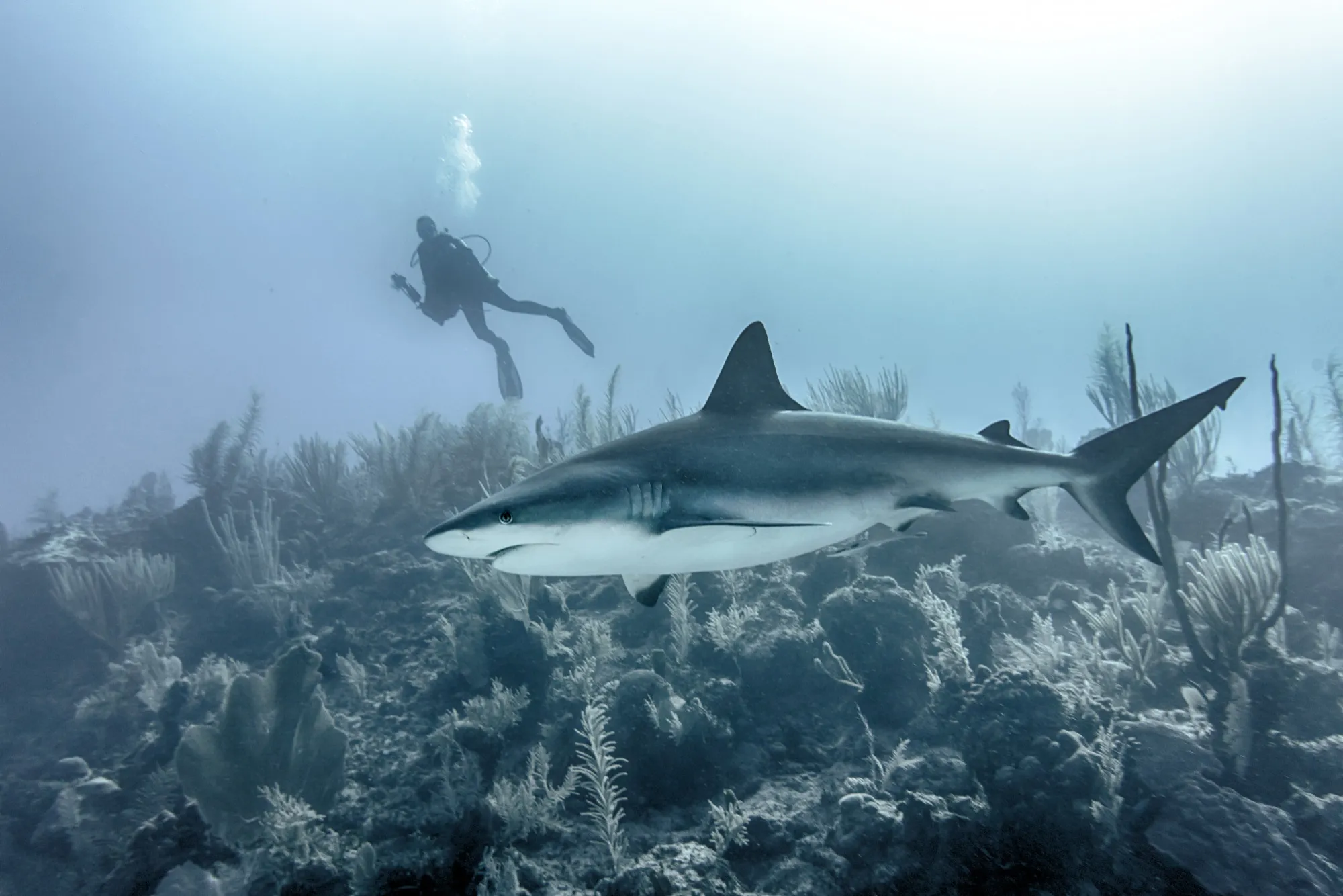 Shark Behavior