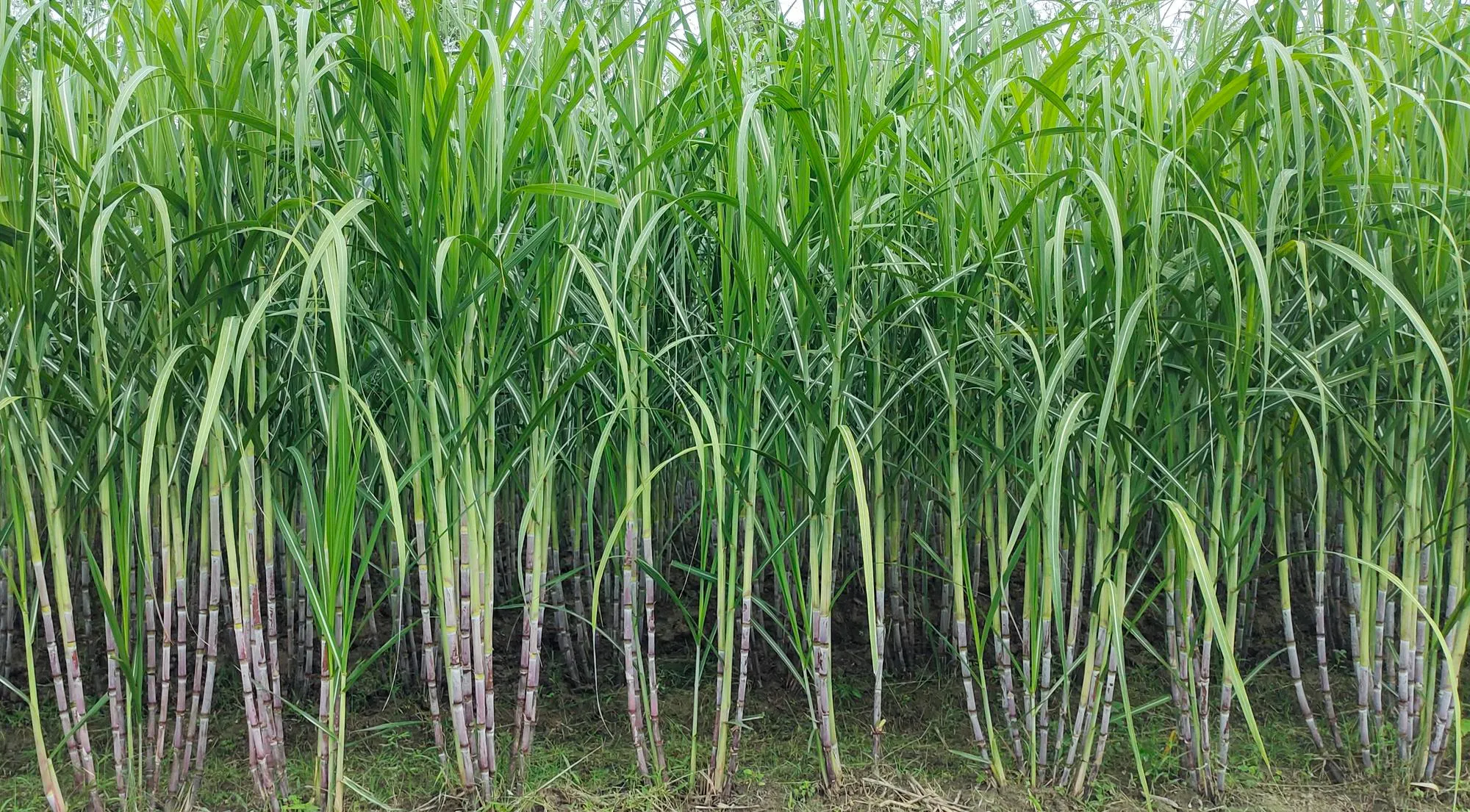 Sugarcane