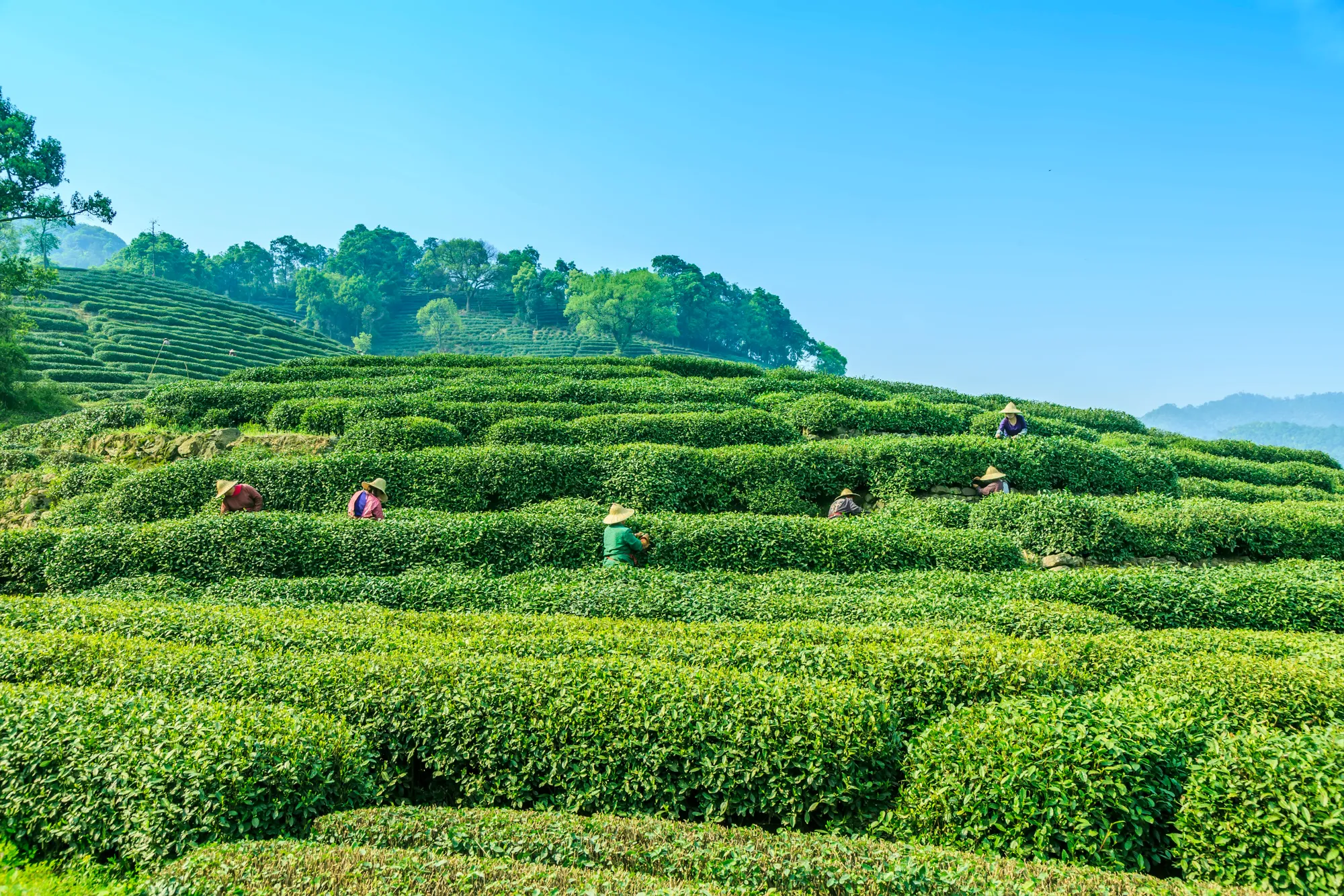 Tea plantation