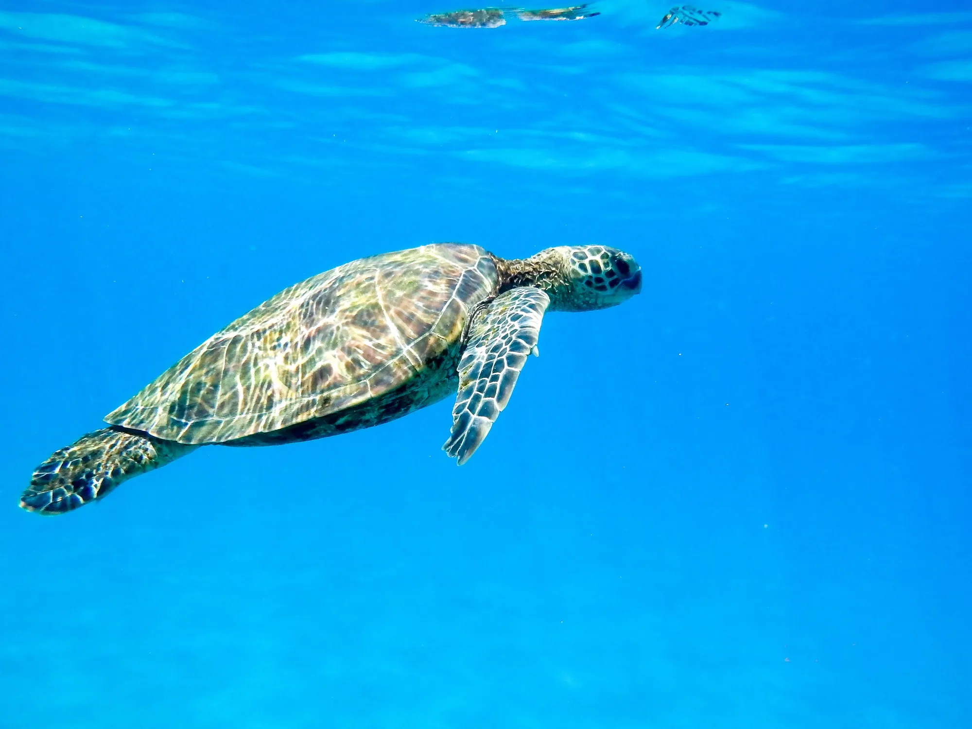 Turtles