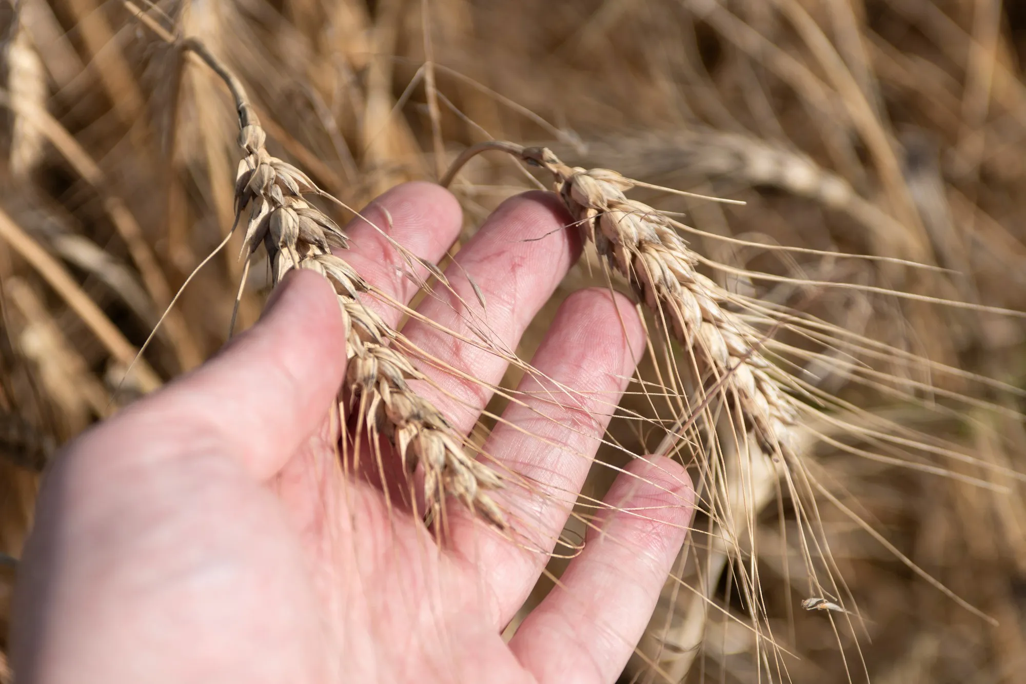 Wheat diseases