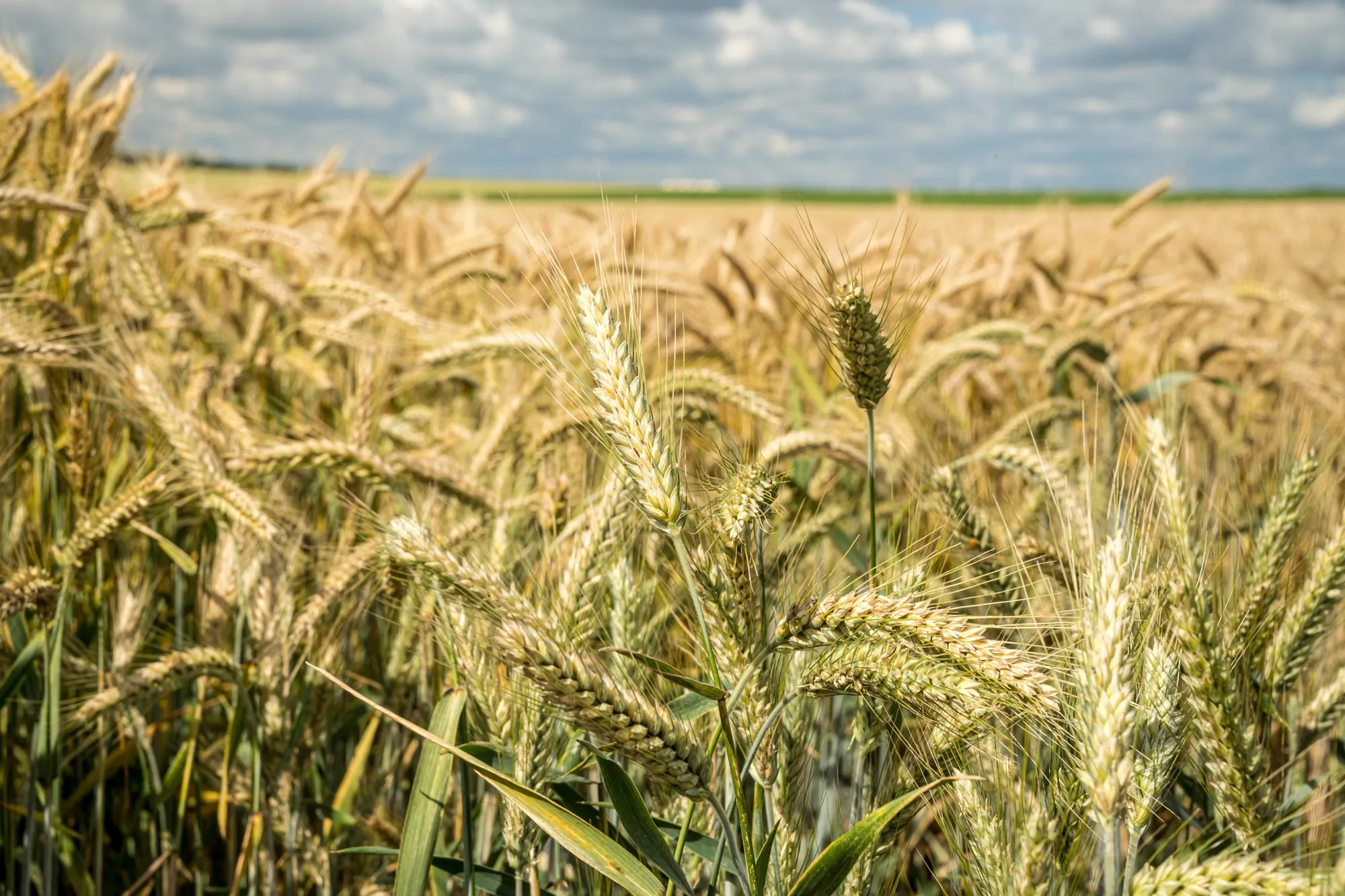Wheat genetic