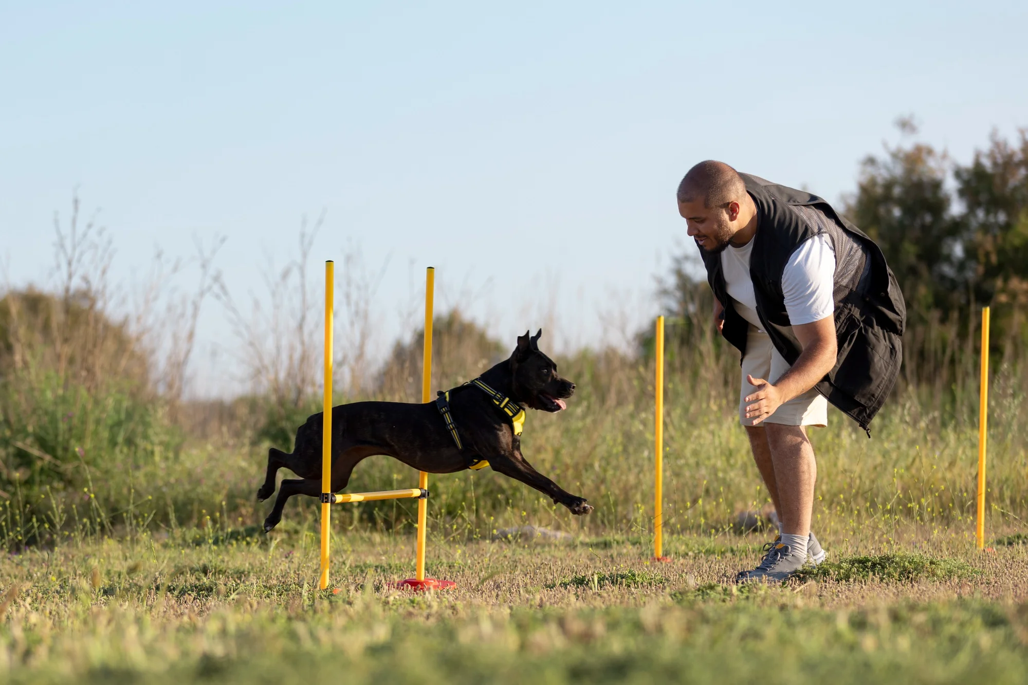 Working dog training