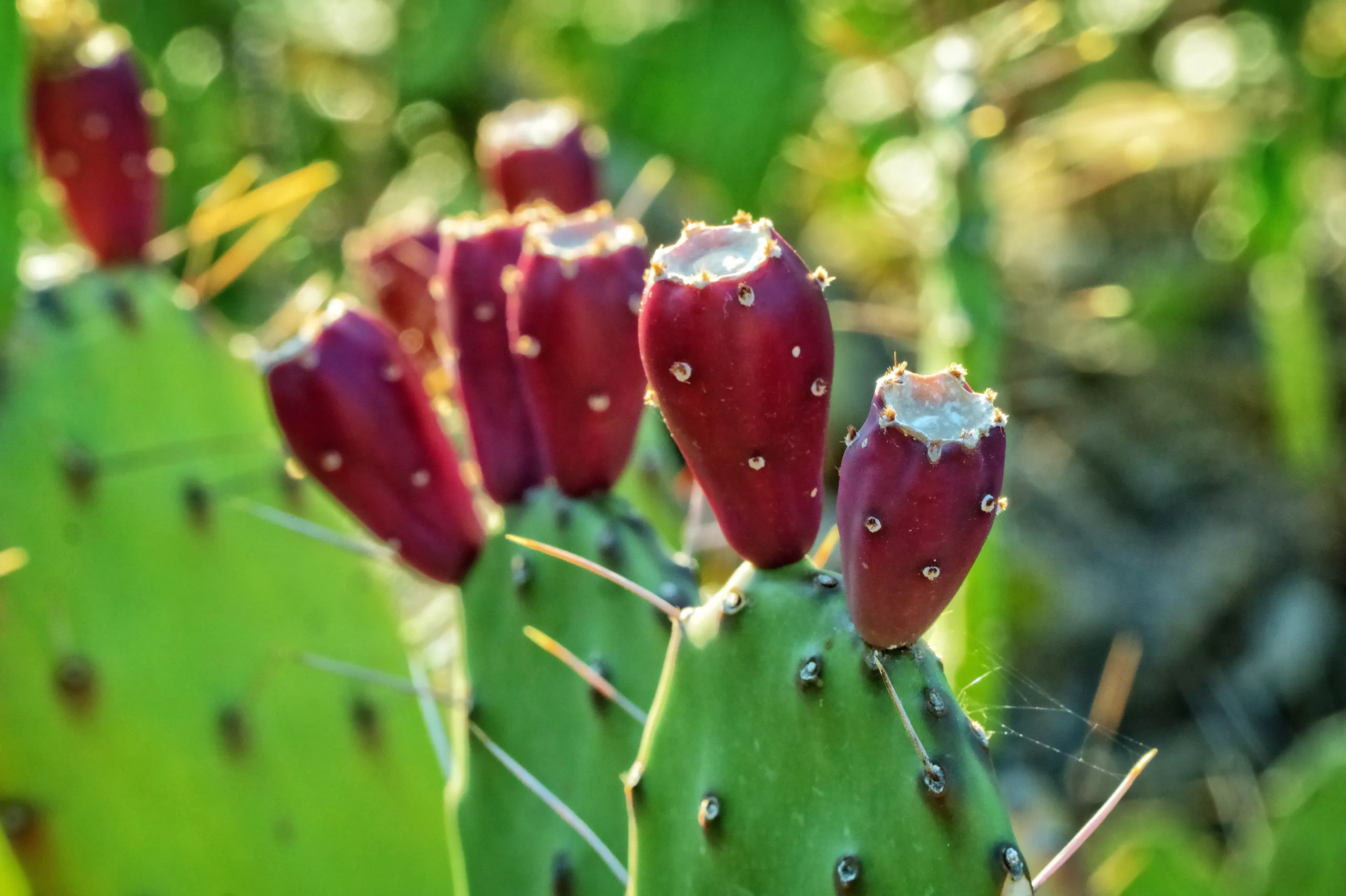 Prickly pear