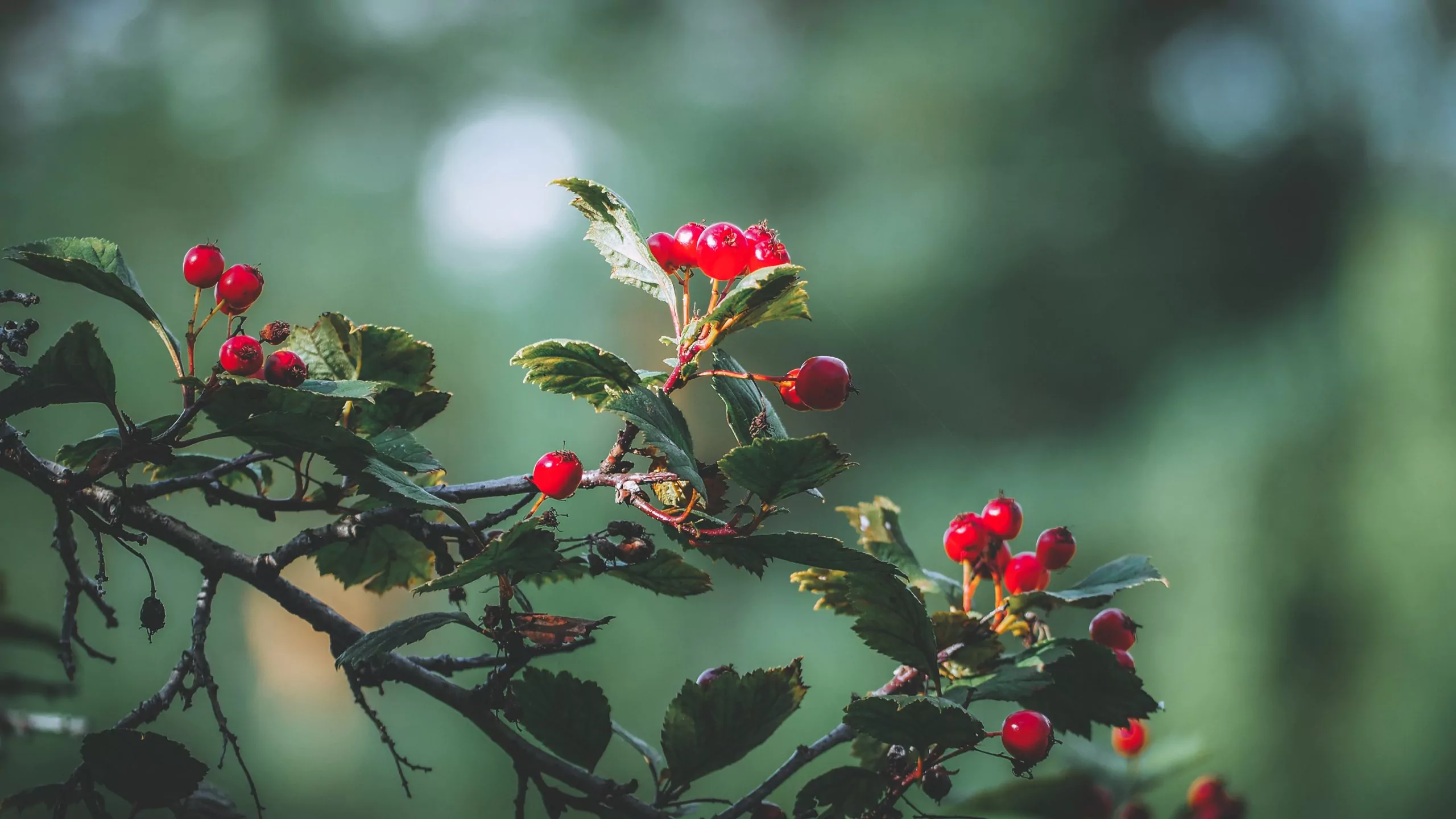 Hawthorn berries