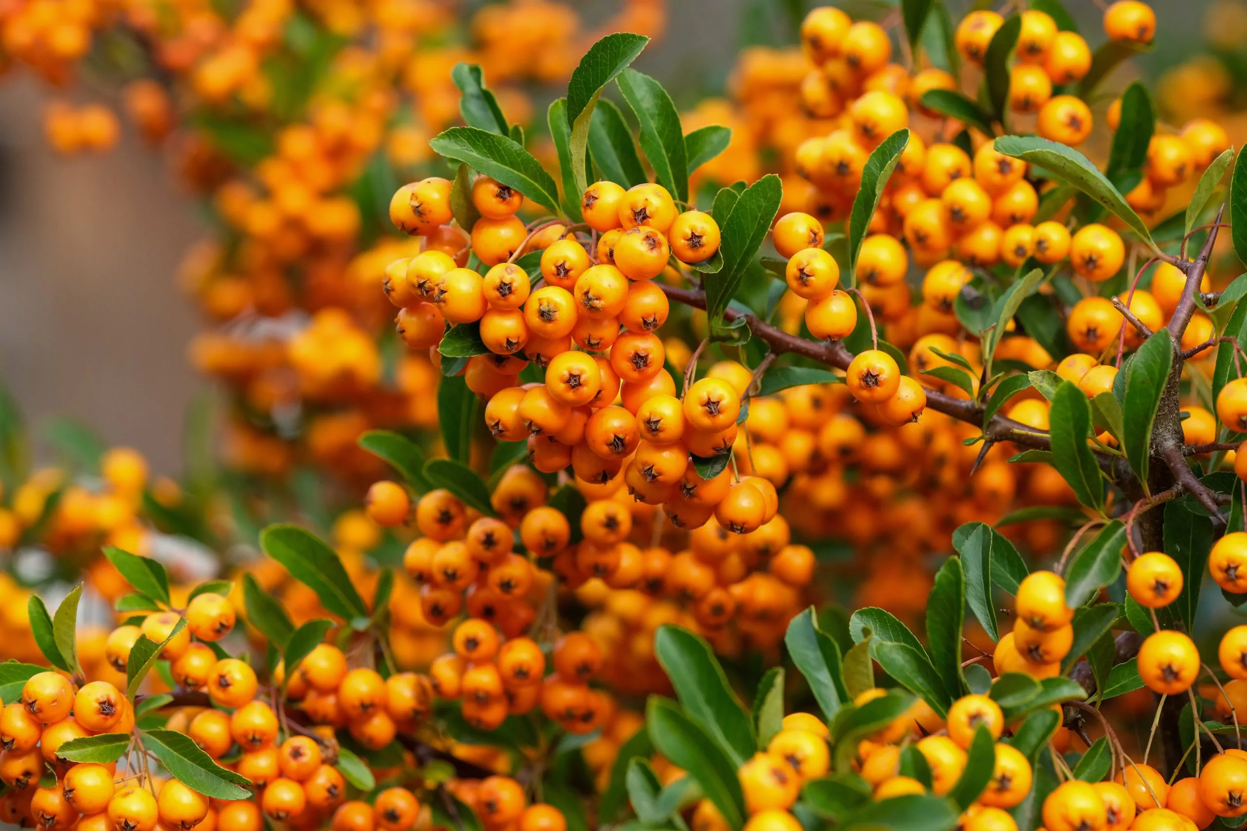Golden berries