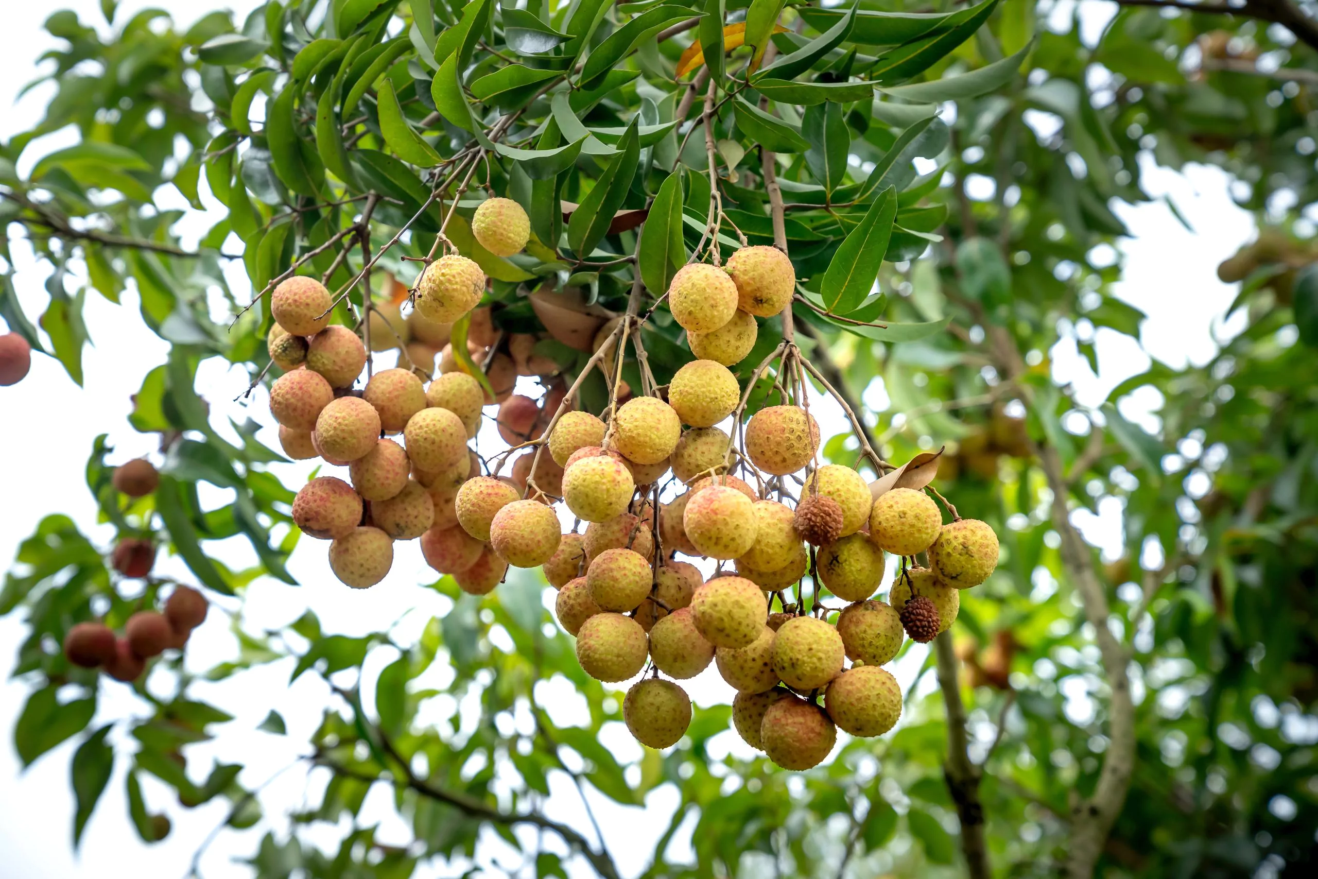 Longan