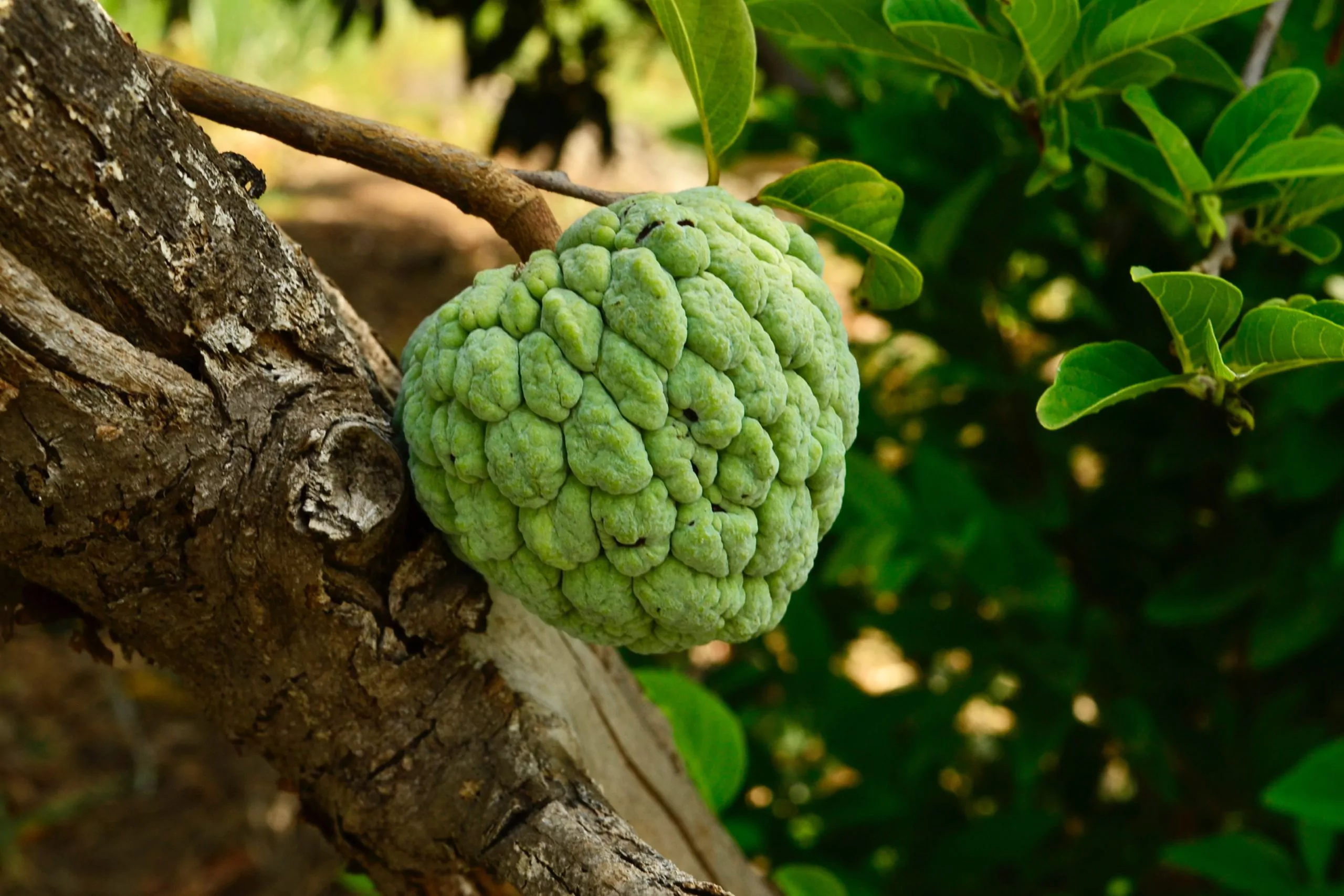 Custard Apple